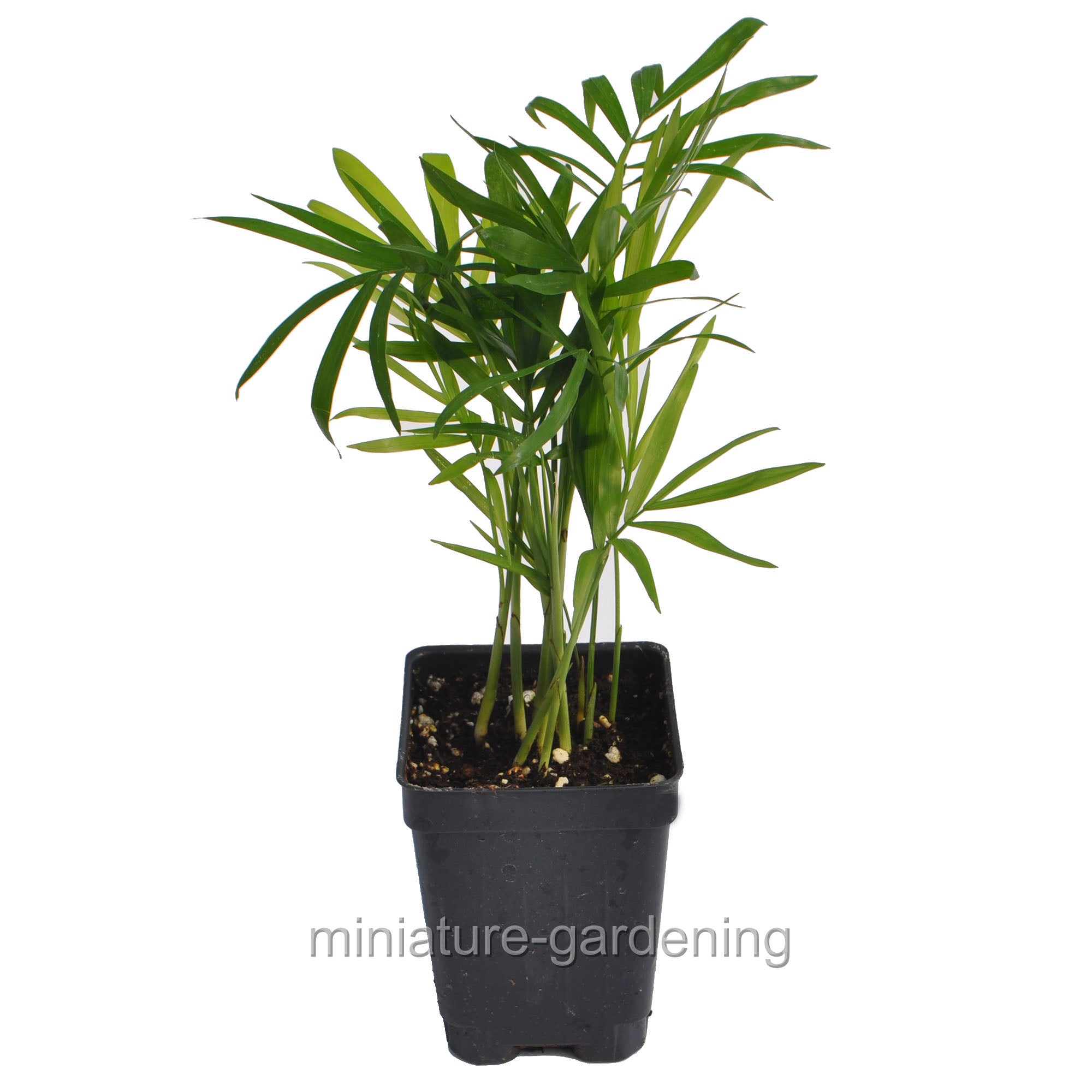 Neanthe Bella， Parlor Palm - Pot Size: 3