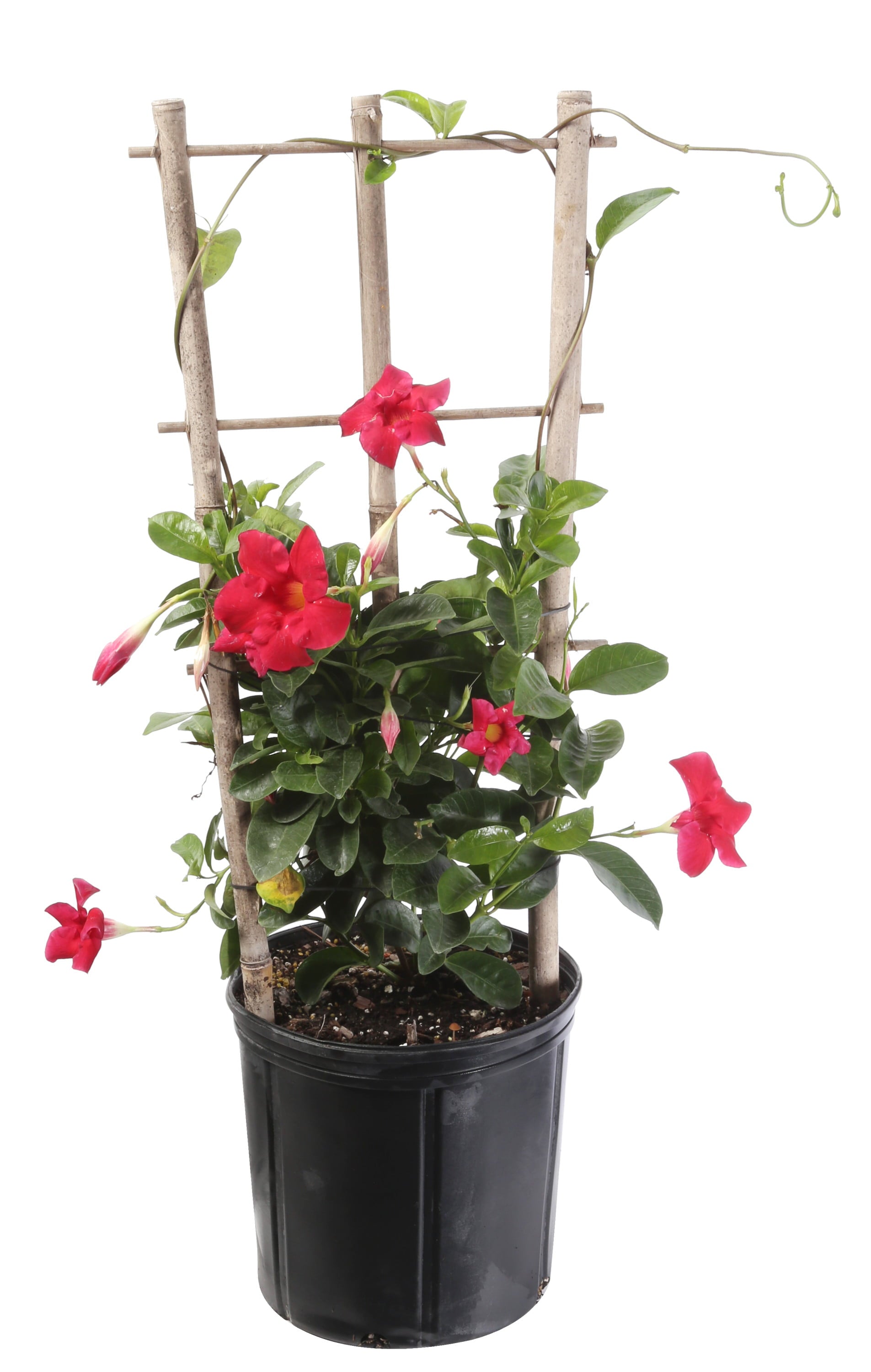Costa Farms Island Blooms Live Outdoor 36in. Tall Assorted Mandevilla; Full Sun Outdoors Plant in 10in. Grower Pot