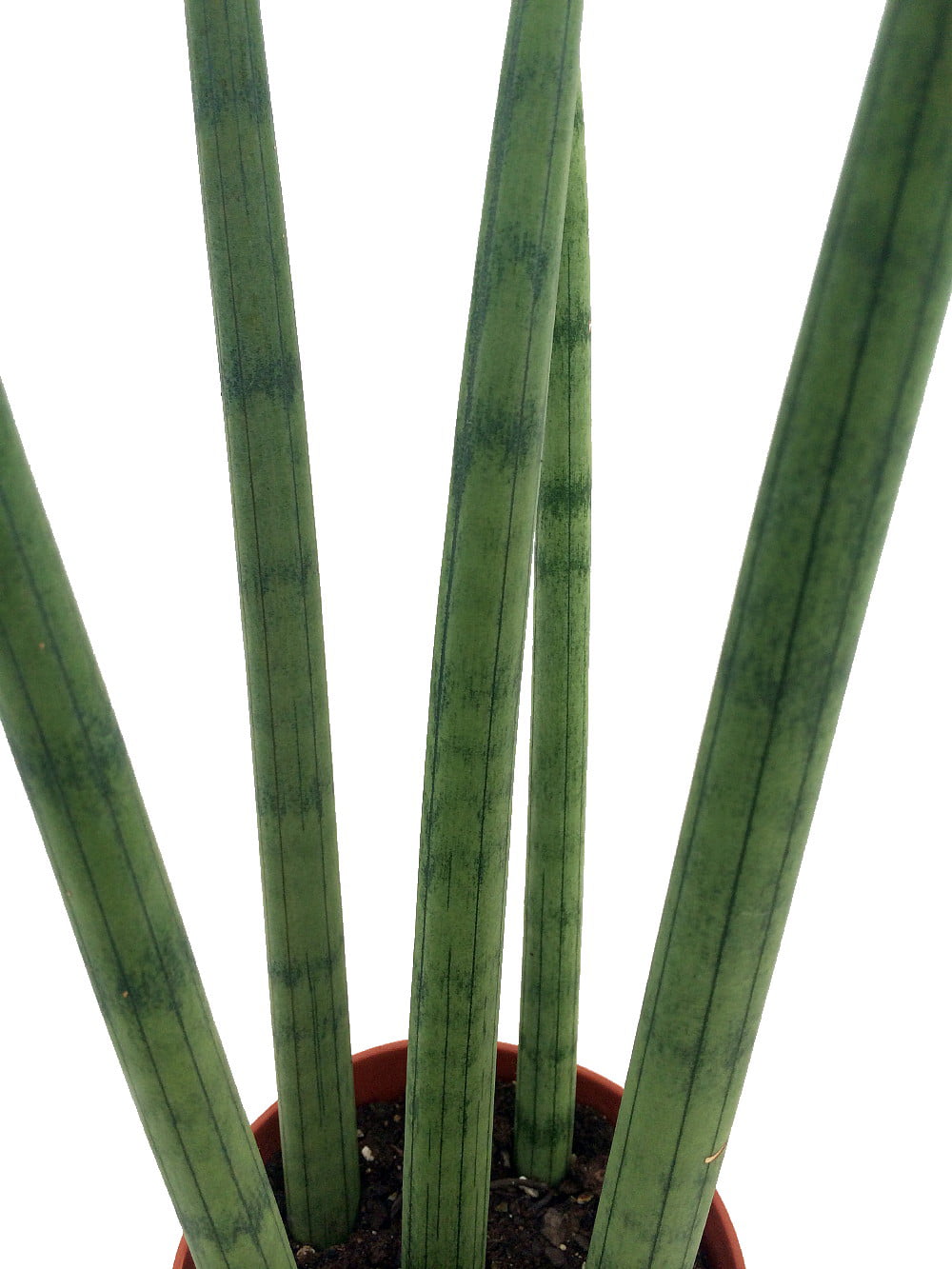 Bamboo Shoots Snake Plant - Sanseveria cylindrica - Impossible to kill! - 2