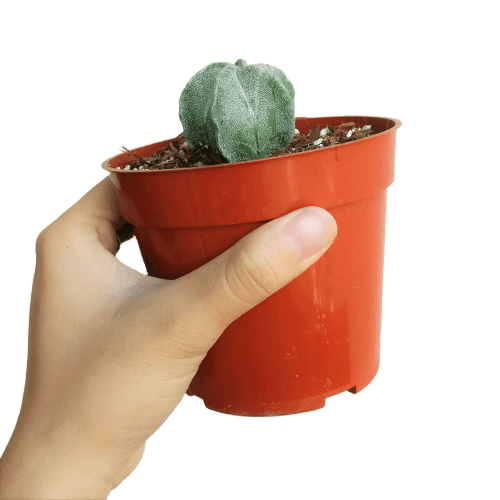 Rare Astrophytum Myriostigma Bishop's Cap Cactus， Unique Succulent Gift Ideas - 4 inch with Clay Pot