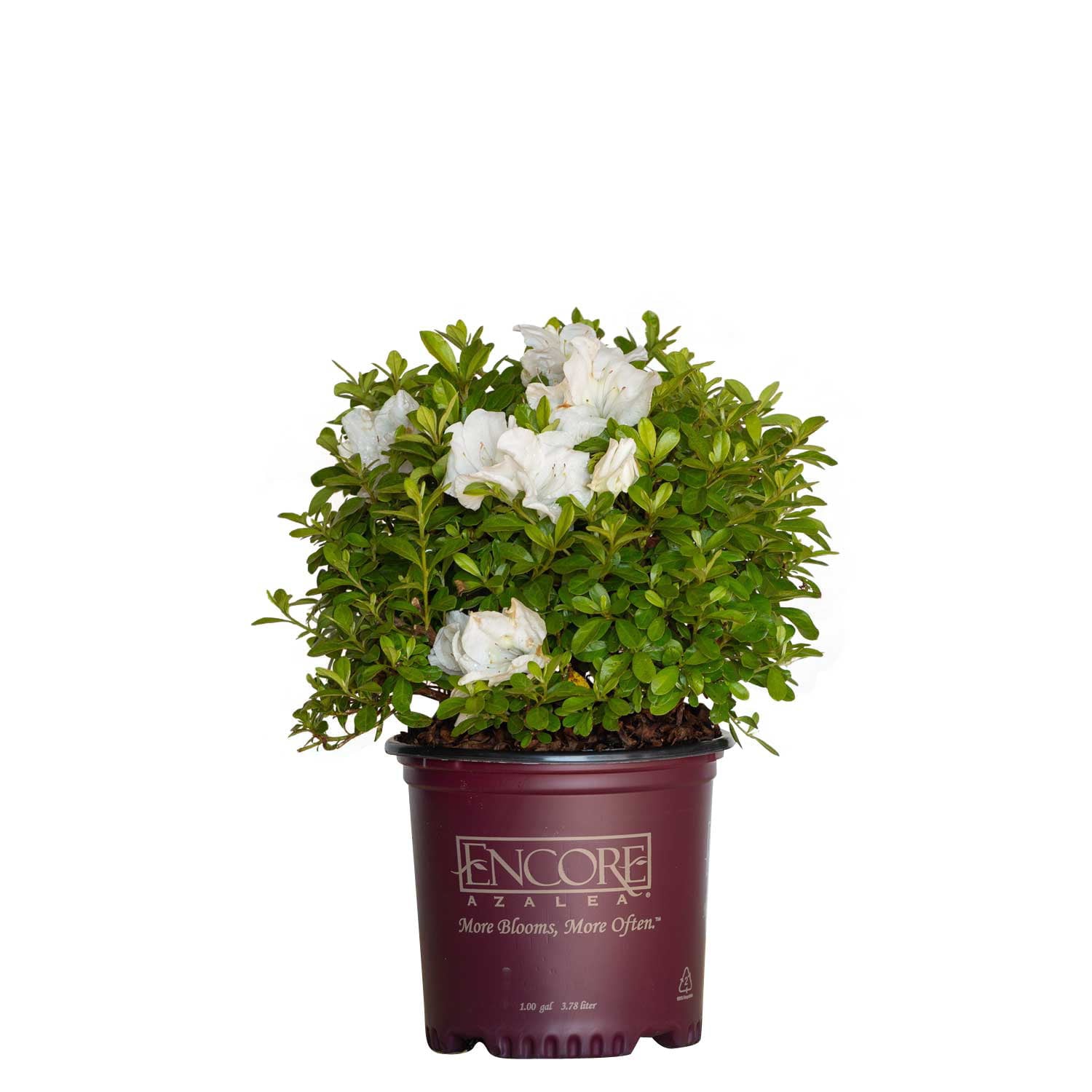 Encore Azalea Autumn Angel (1 Gallon) White Flowering Shrub - Full Sun Live Outdoor Plant