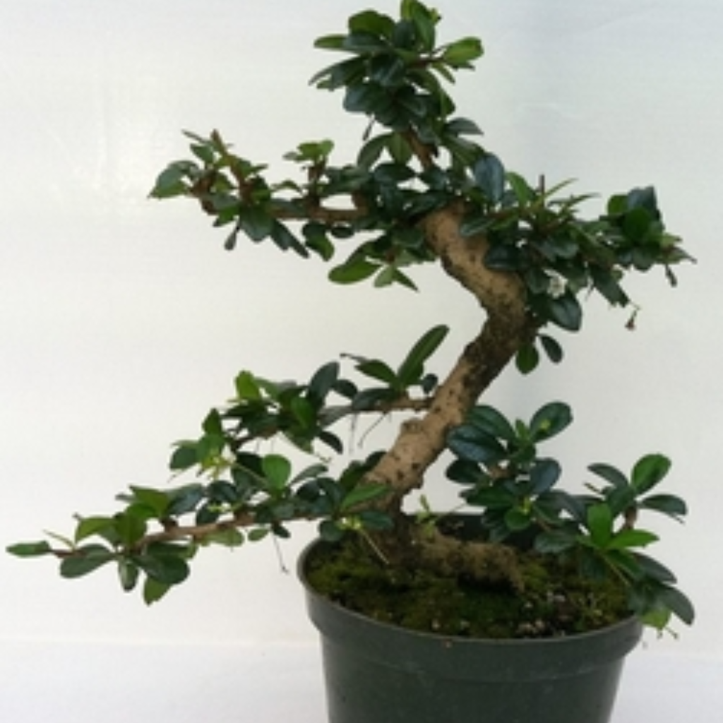 Bonsai Fukien Tea (Live Plant), Indoor/Outdoor Plant