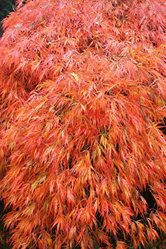 Orangeola' Japanese Maple Trees