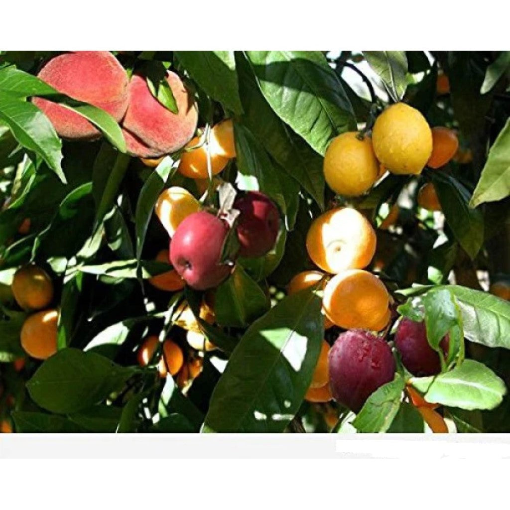 5 in 1 Fruit Cocktail Tree -  5 Different Fruits on One Plant | Hybrid plant which has up to 5 fruits in one tree.  Combination of fruits that can include peaches, plums, nectarines and apricots. Fruit Cocktail Trees are self-pollinating