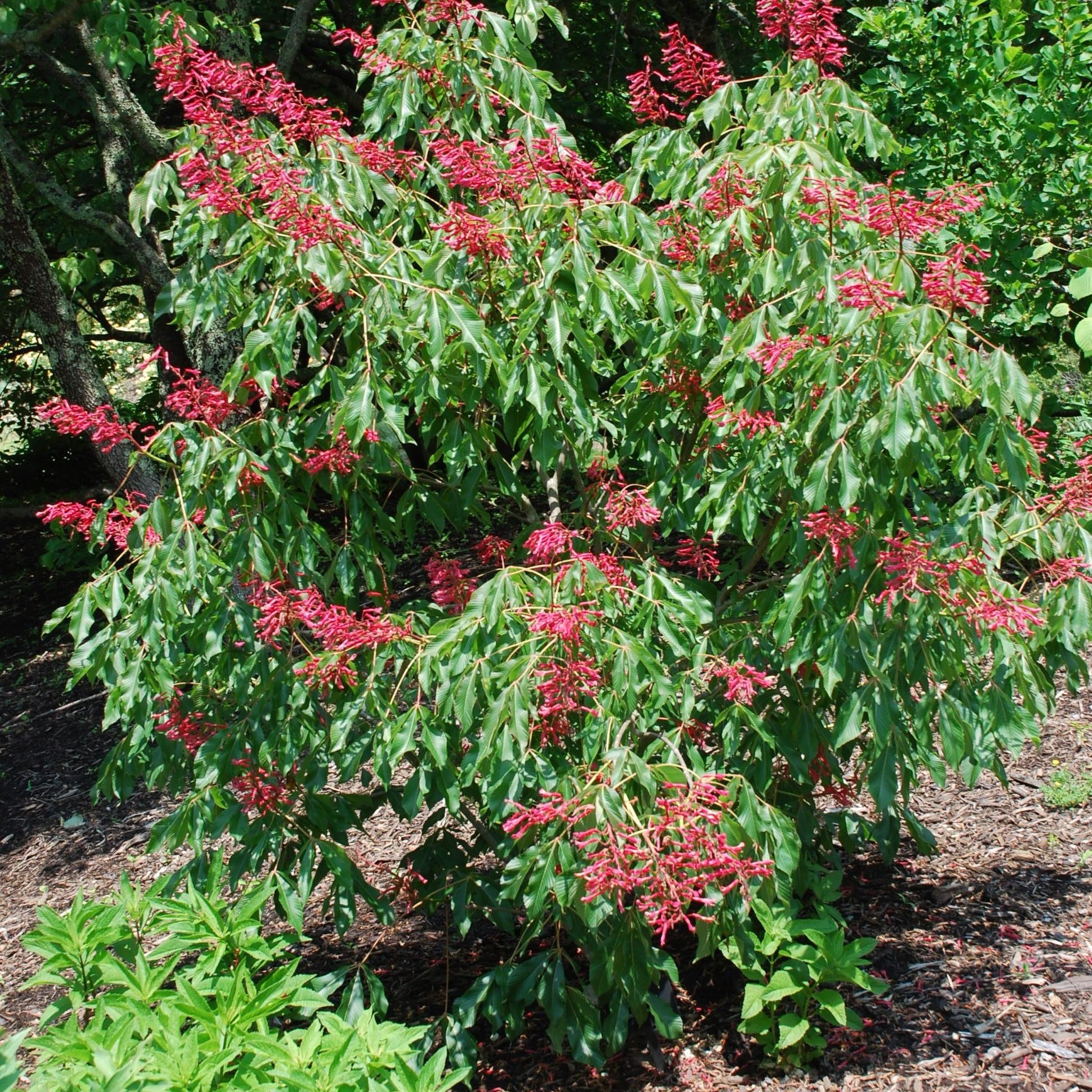 Red Buckeye Plant