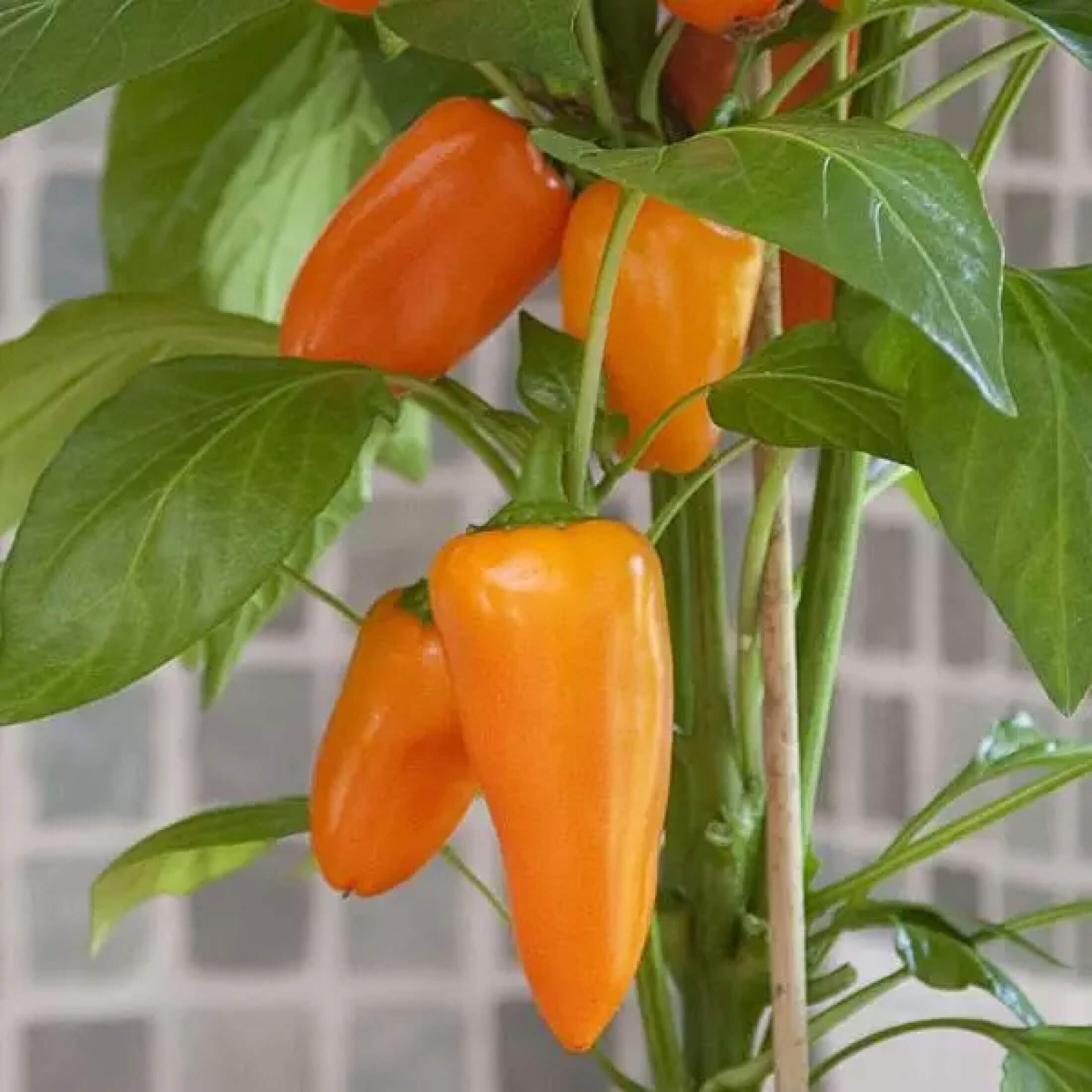 Kitchen Minis™ Sweet Fresh Bites Orange Pepper Seedling