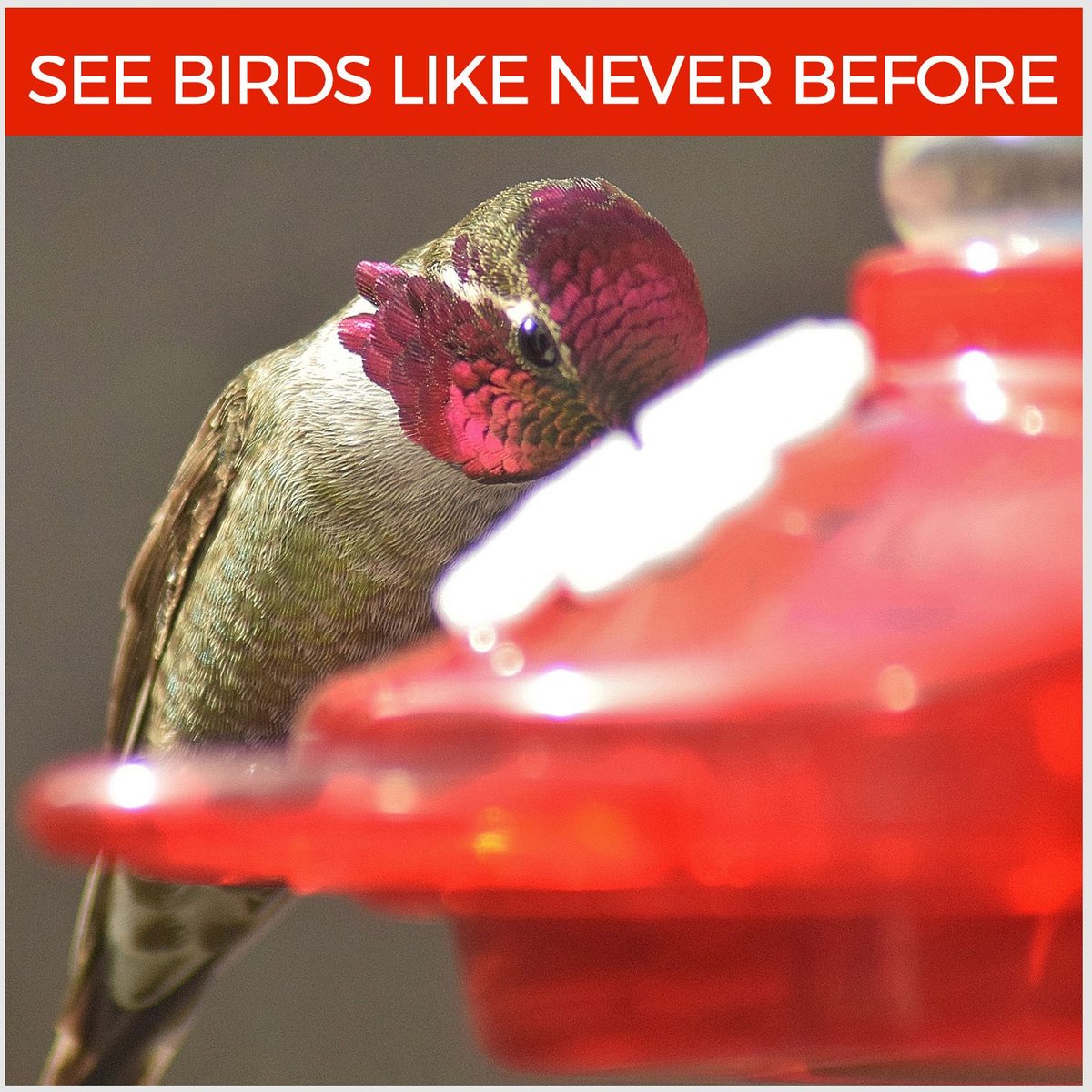 Nature Anywhere Window Hummingbird for Outdoors Bird Feeder