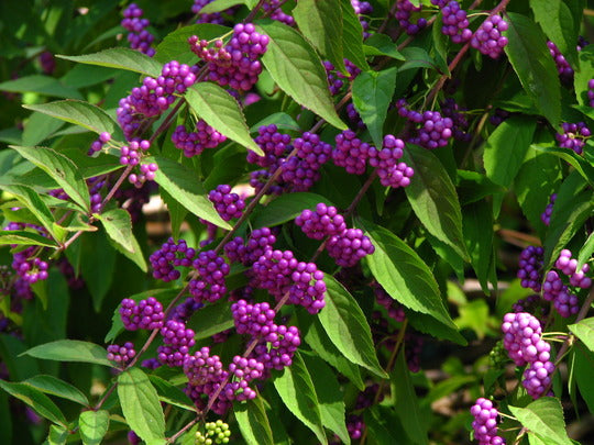 American Beautyberry-