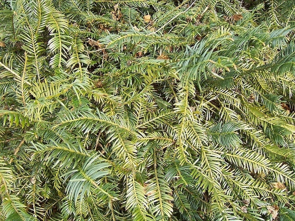 Plum Yew Prostrata Dwarf Conifer Evergreen with a Wide