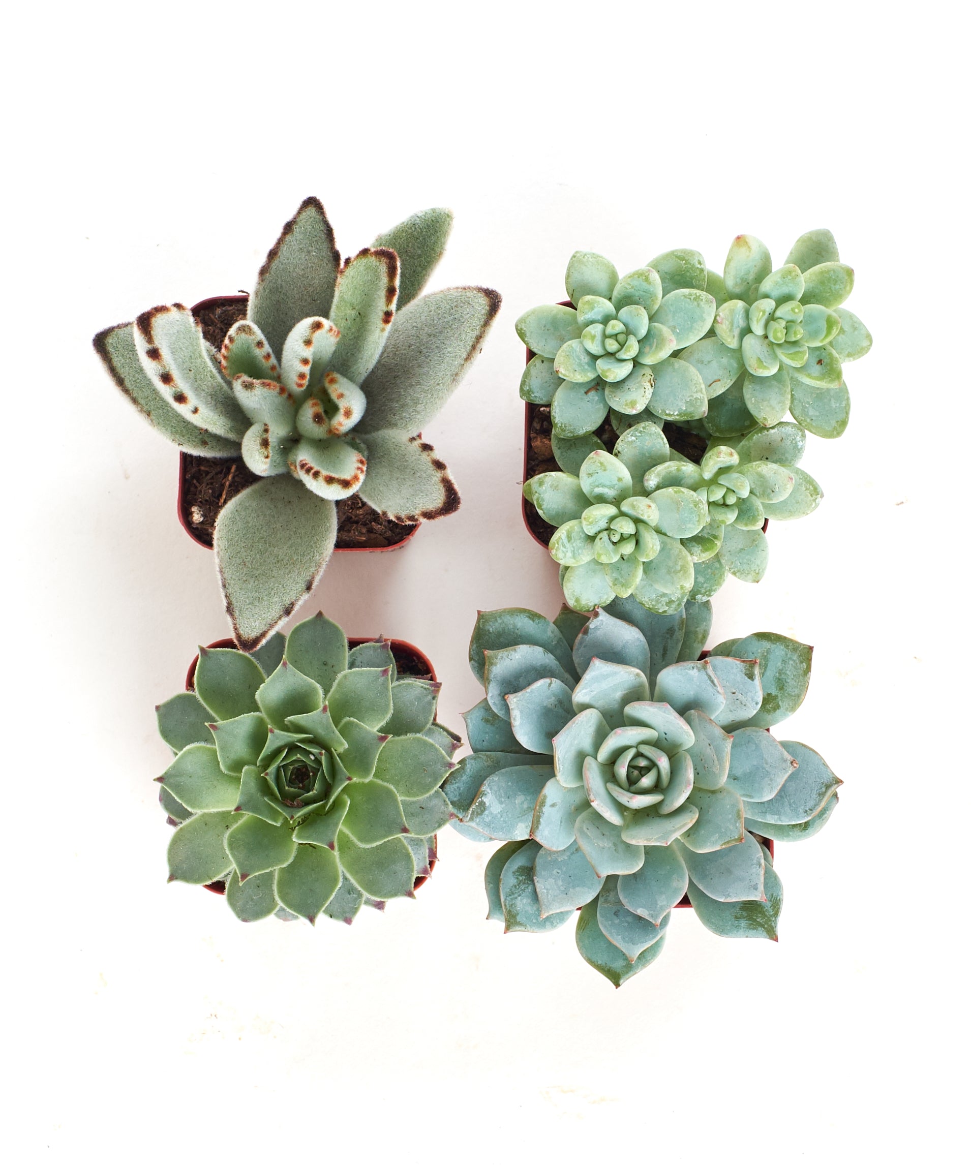 Home Botanicals Blue/Green Collection Succulent (Collection of 4)