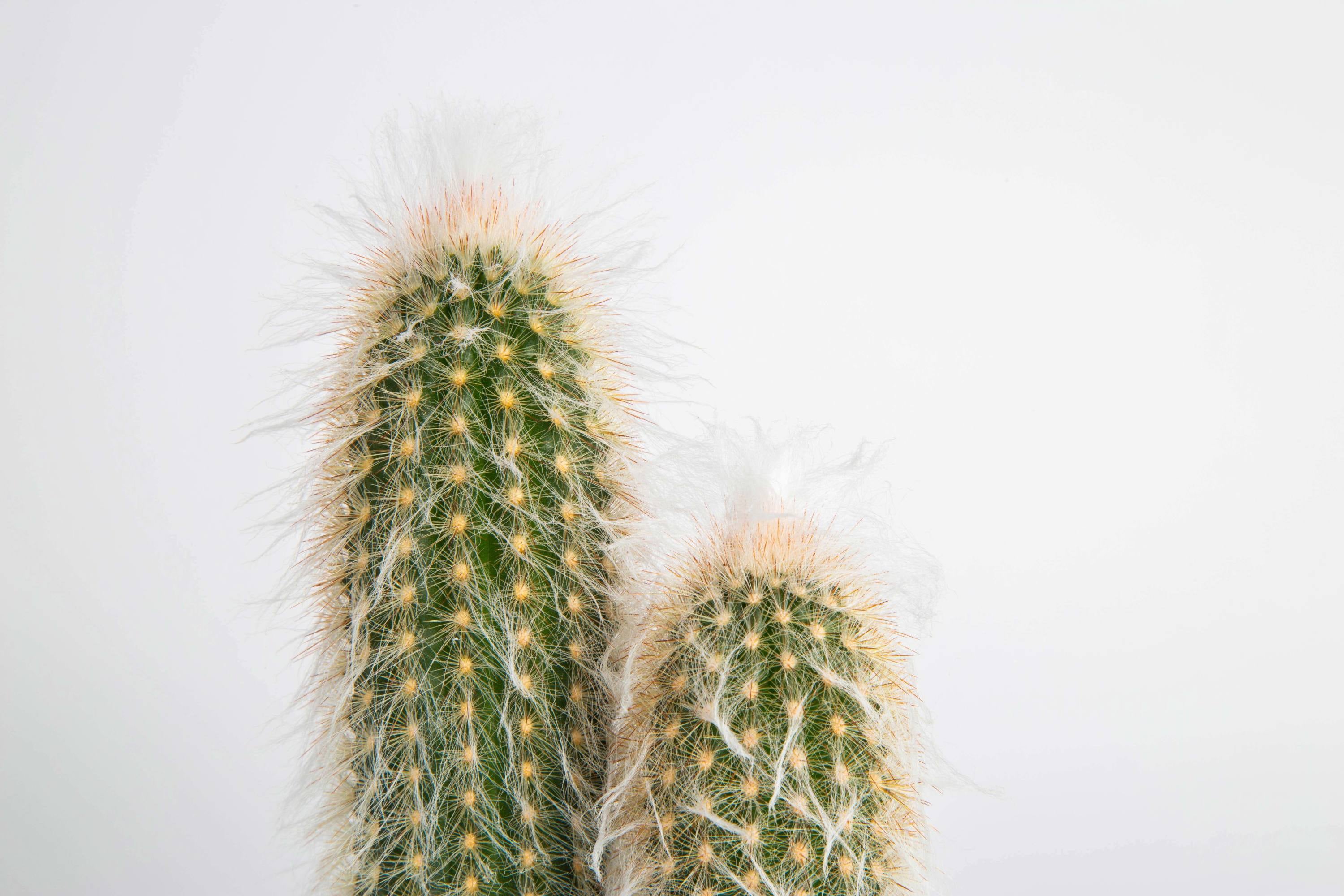 Costa Farms Desert Escape Live Indoor 7in. Tall Green Cactus; Bright， Direct Sunlight Plant in 6in. Ceramic Planter