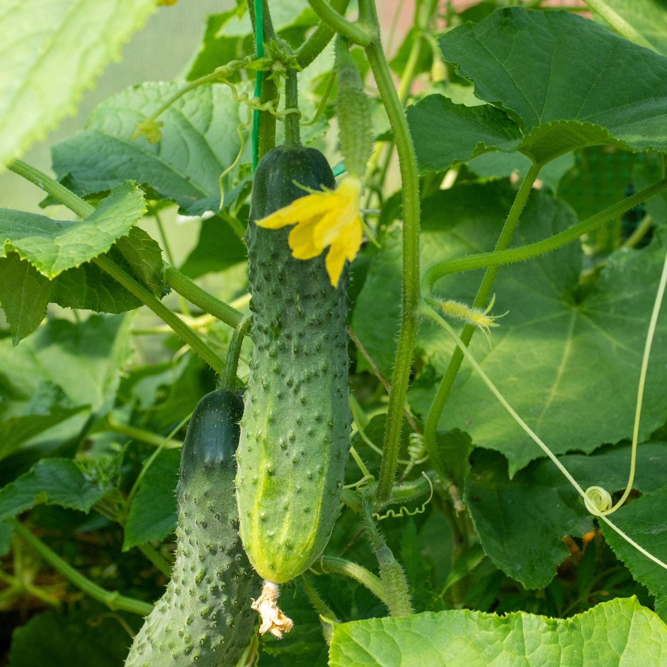 Patio Snacker Cucumber Seedling