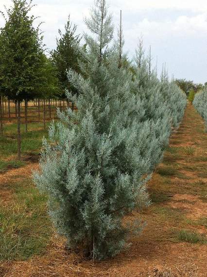 Silver Smoke Arizona Cypress Christmas Tree