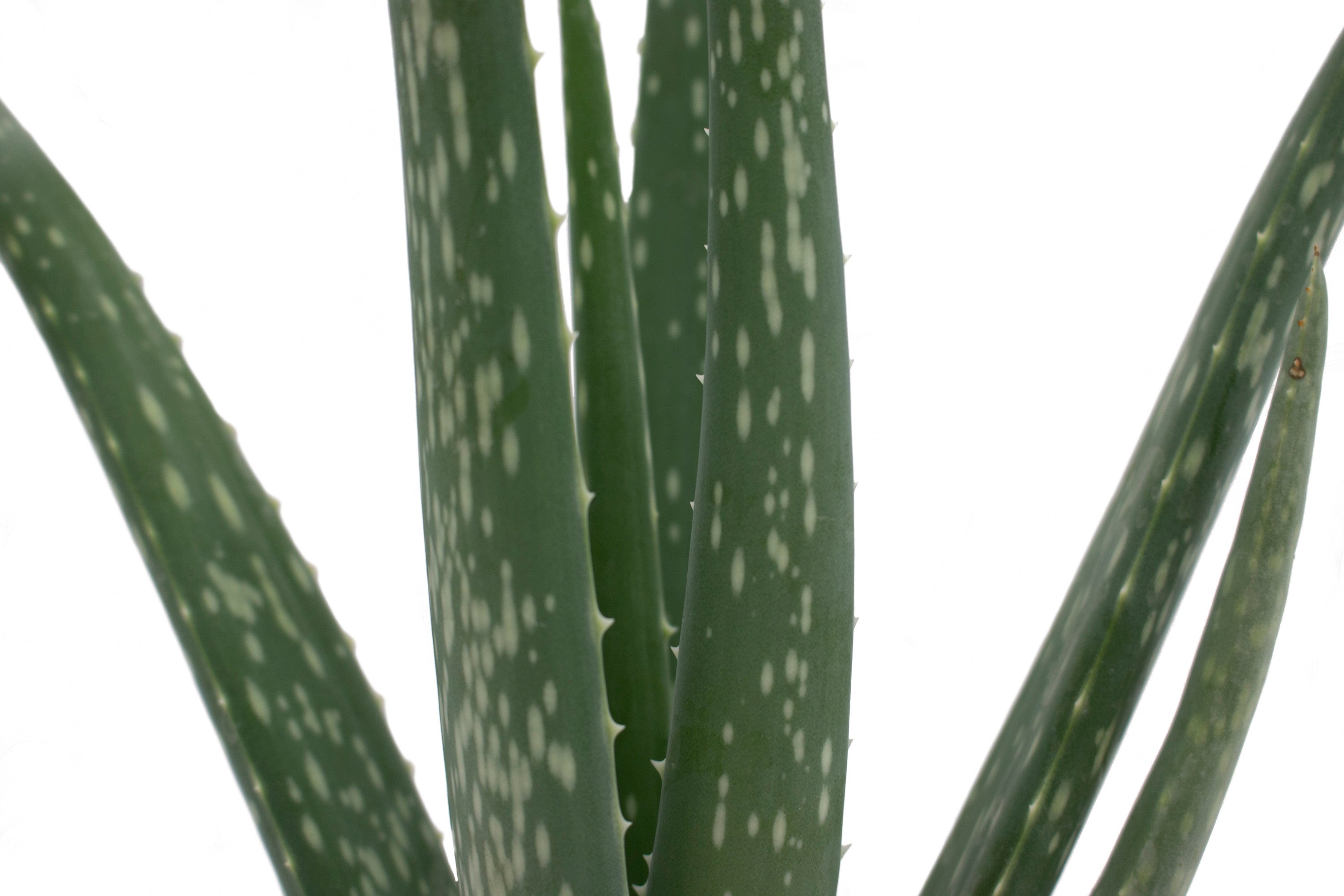 Costa Farms Desert Escape Live Indoor 7in. Tall Green Aloe Vera; Bright， Direct Sunlight Plant in 4in. Grower Pot