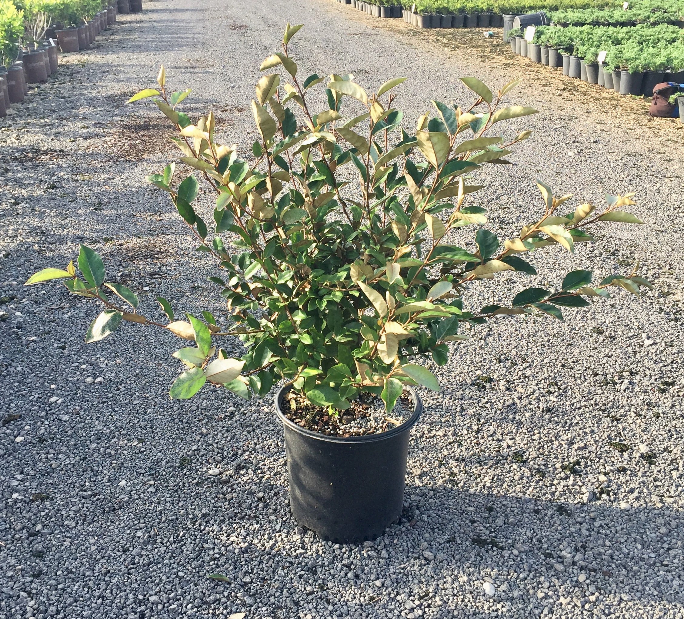 Elaeagnus X Ebbingei - Ebbing's Silverberry (2.5 Gallon) Produces Remarkably Fragrant White Flowers in Fall