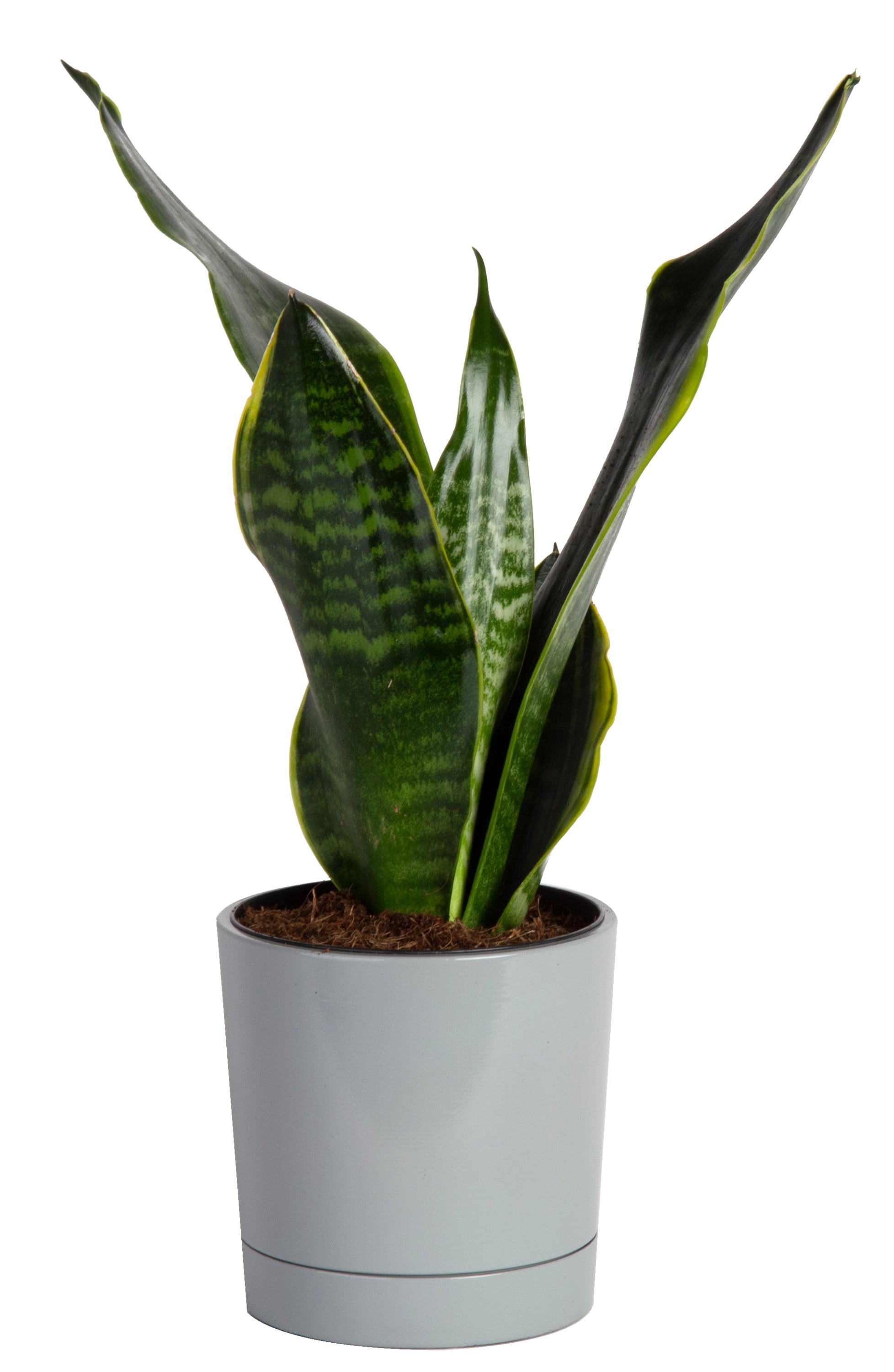 Costa Farms  Live Indoor 8in. Tall Green Snake Plant; Bright， Indirect Sunlight Plant in 4in. Décor Pot