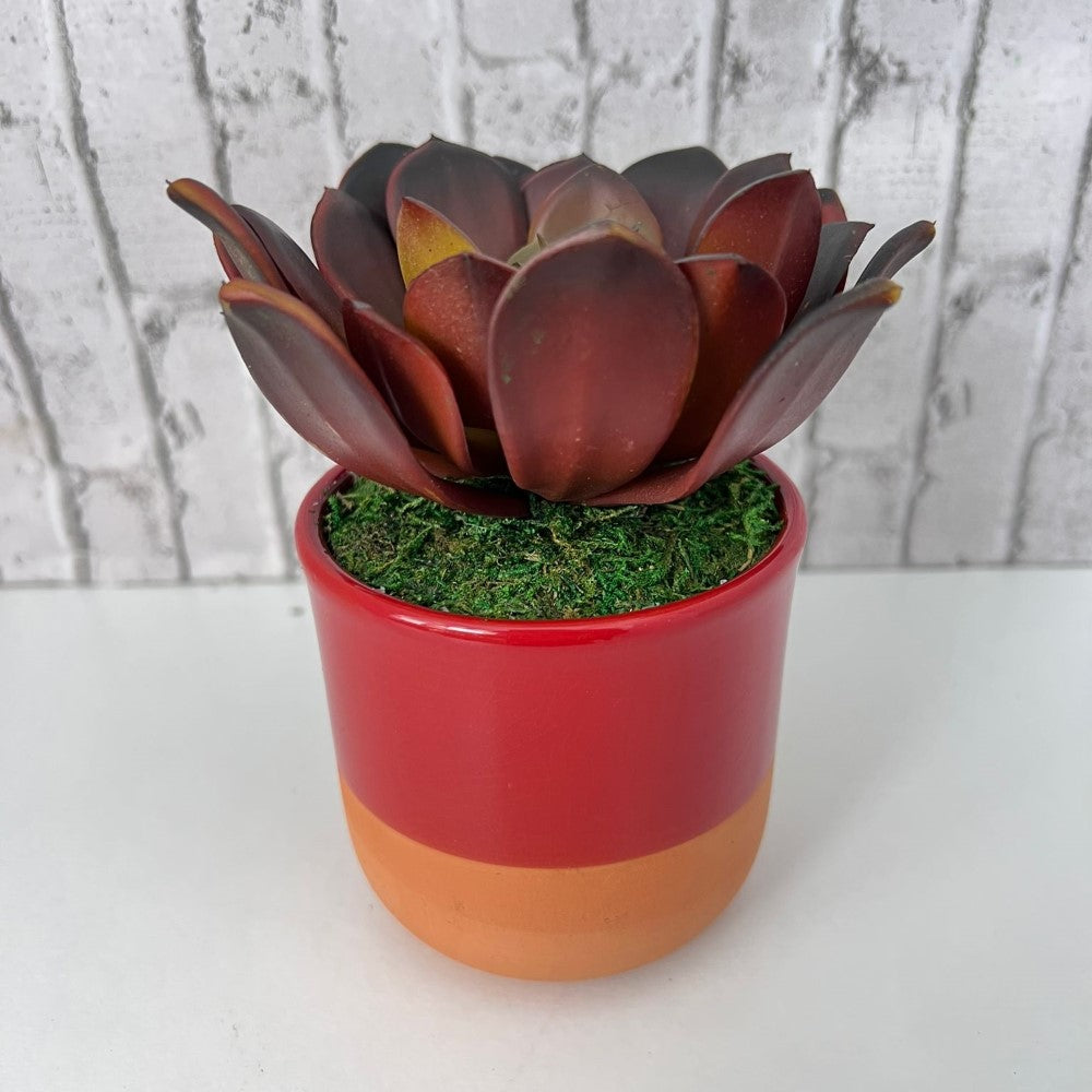 Cute Echeveria Red Succulent in Ceramic Pot - Artificial