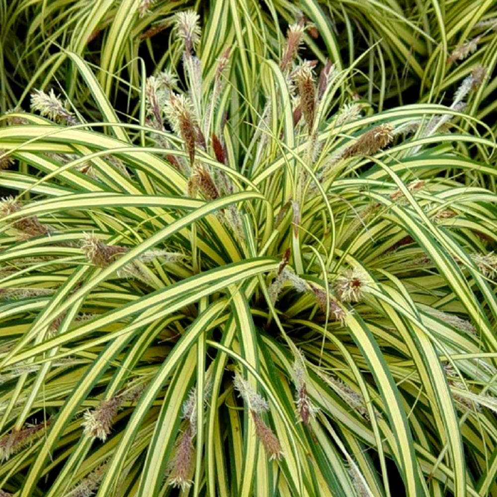 Carex Oshimensis Evergold Sedge