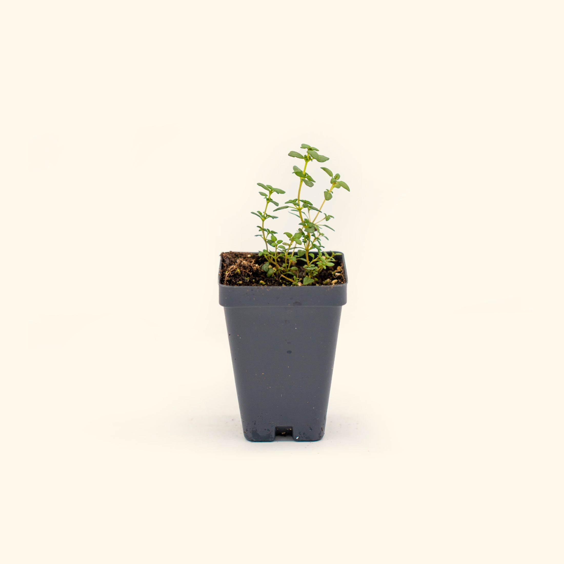 French Thyme Seedling