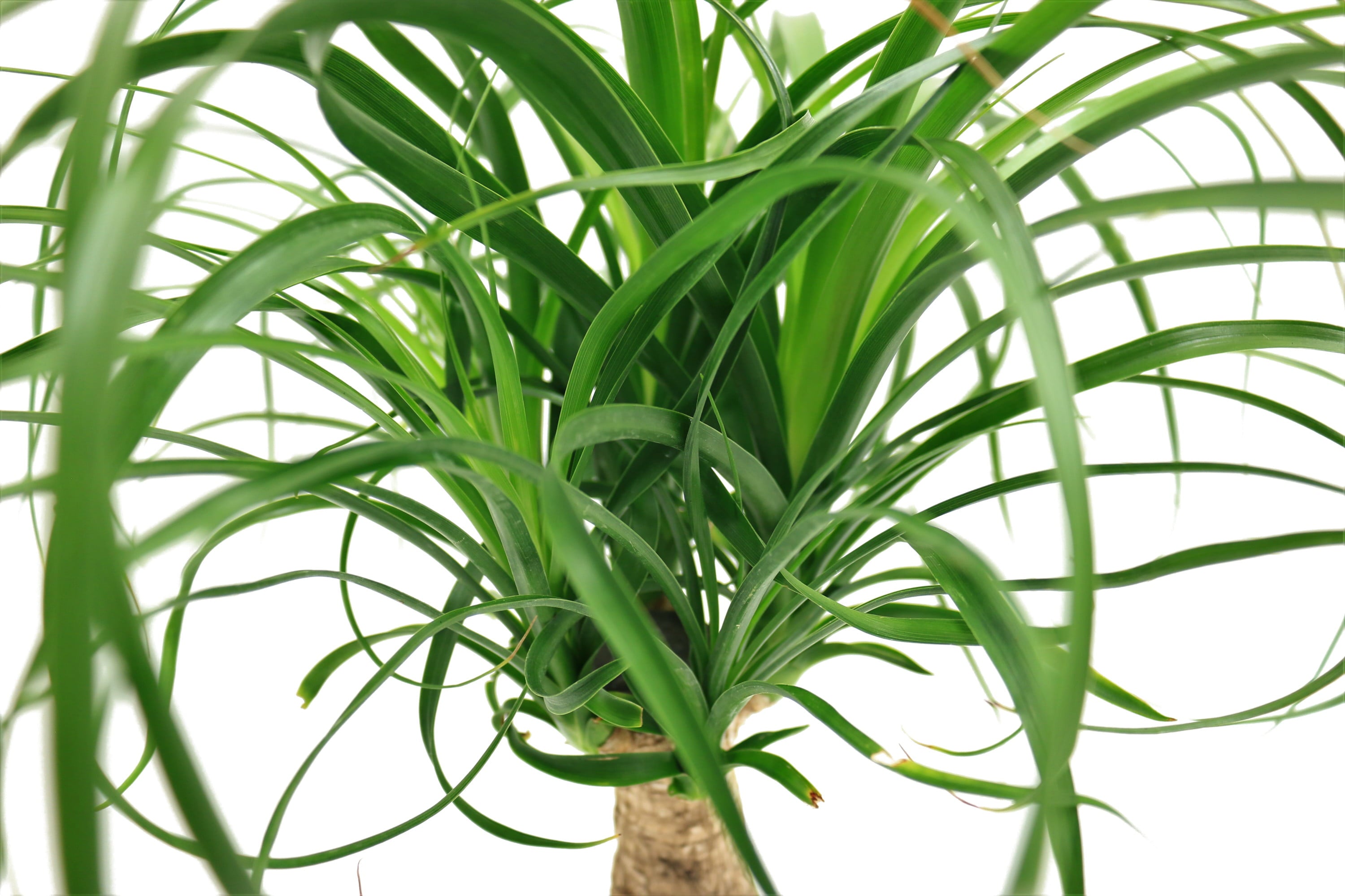 Costa Farms  Live Indoor 15in. Tall Green Ponytail Palm; Medium， Indirect Light Plant in 6in. Grower Pot