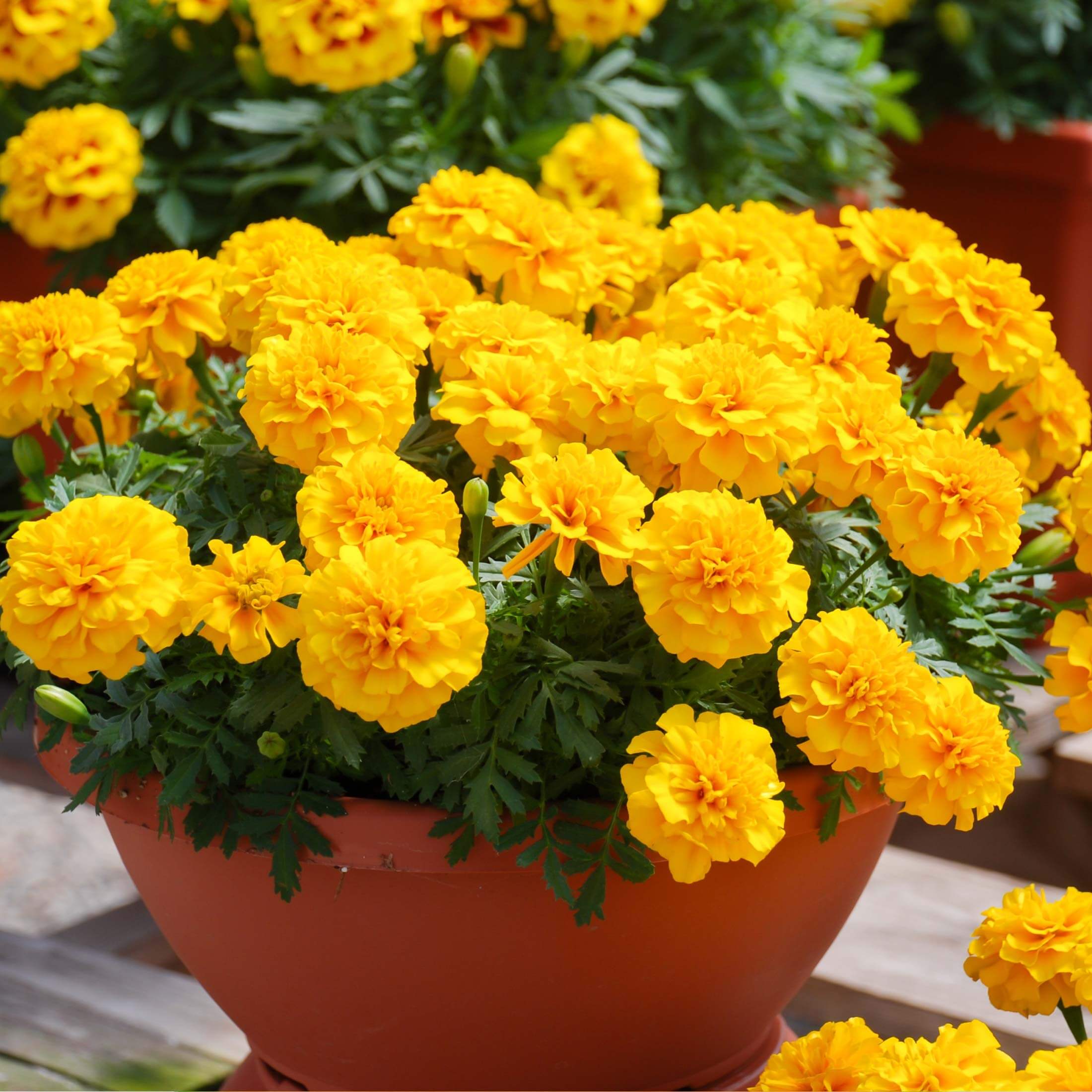 Happy™ Yellow French Marigold Seedling