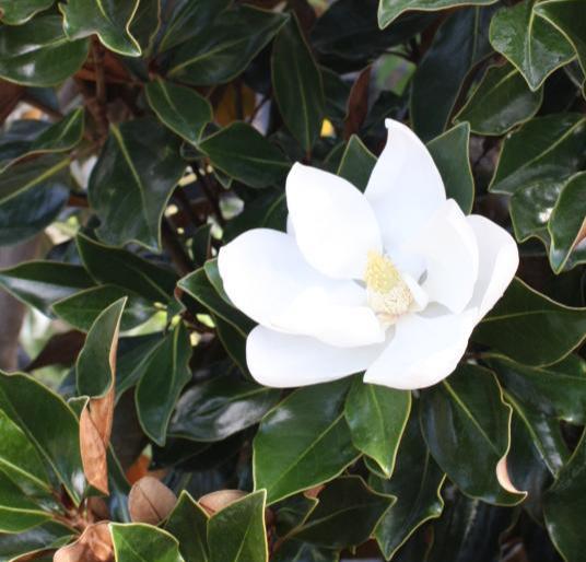 Magnolia Brittany Tree Huge White Flowers