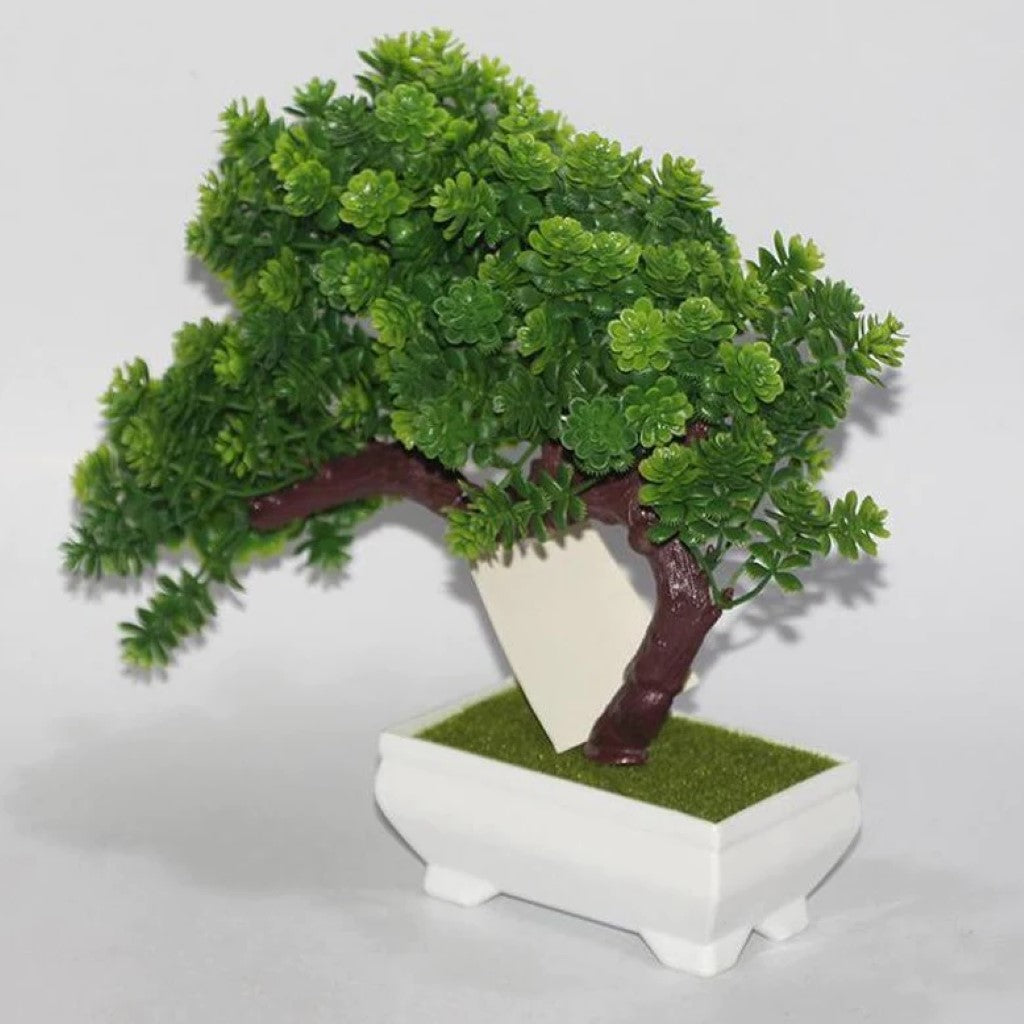 Gorgeous Bonsai with Very Attractive Pot with your Color Choice -Excellent Gift..