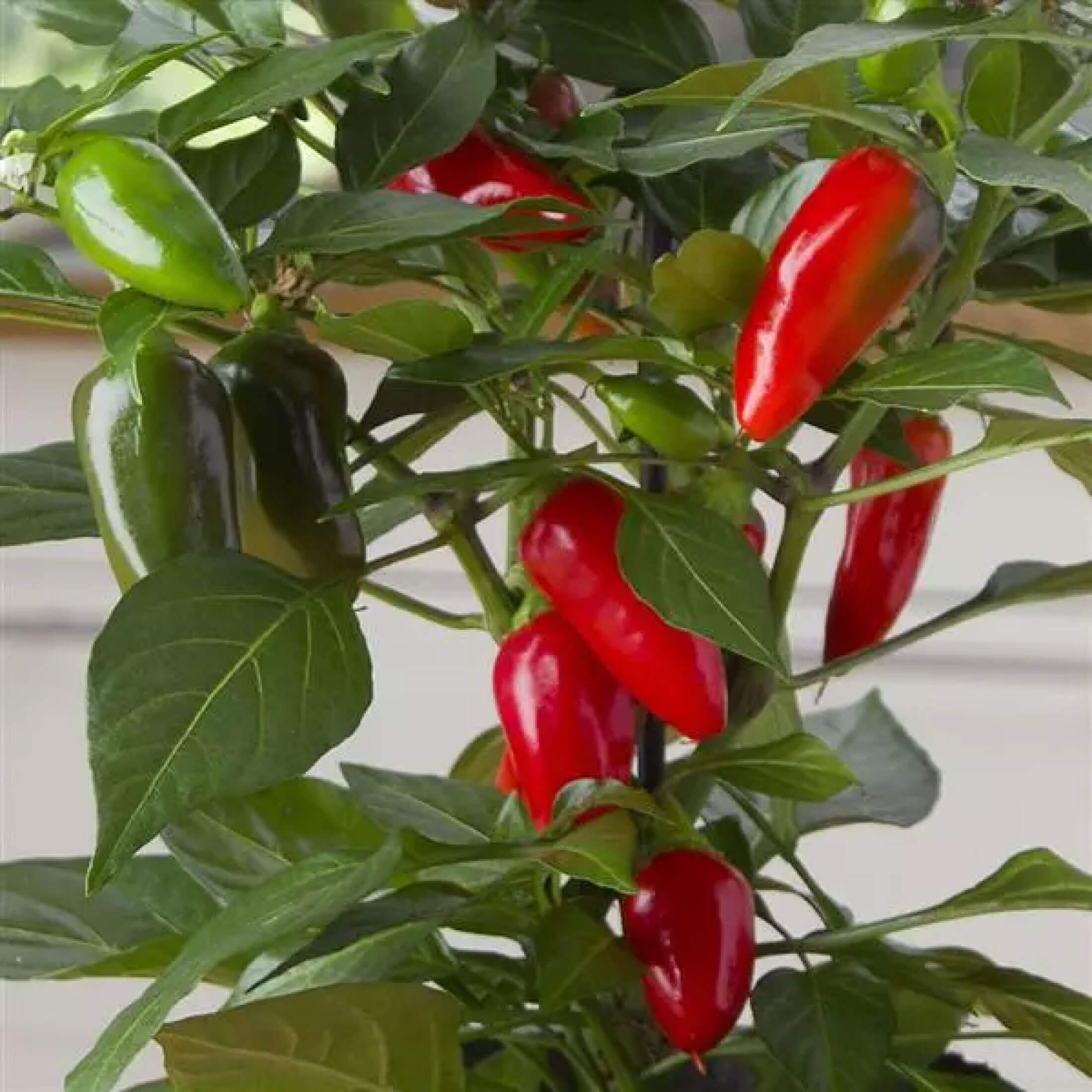 Kitchen Minis™ Hot Tamale Pepper Seedling