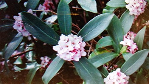 Daphne Odora, Marginated Pink, (Fall/Winter Blooming) Extremely Fragrant Pink Blooms
