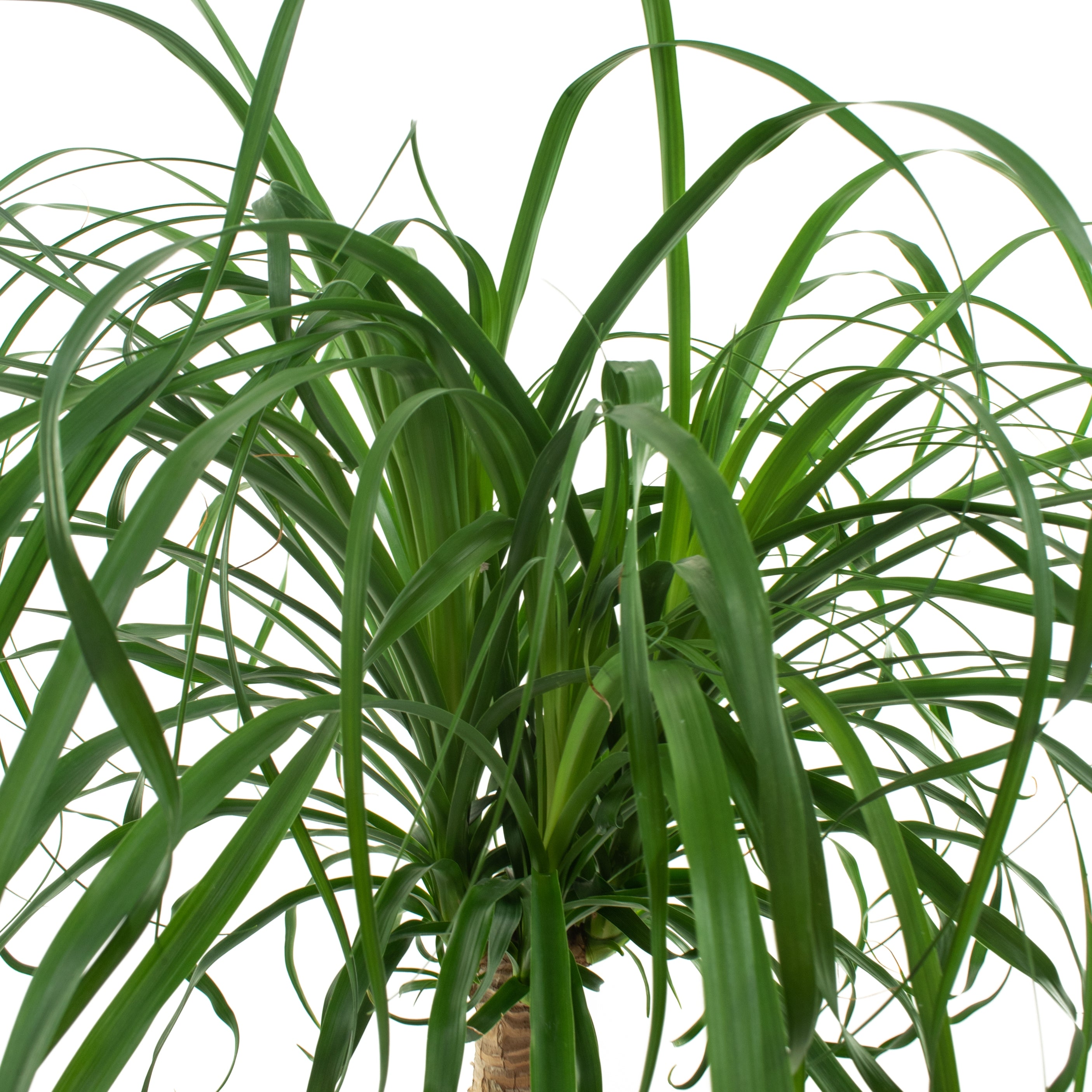 10 In. Ponytail Palm Houseplant