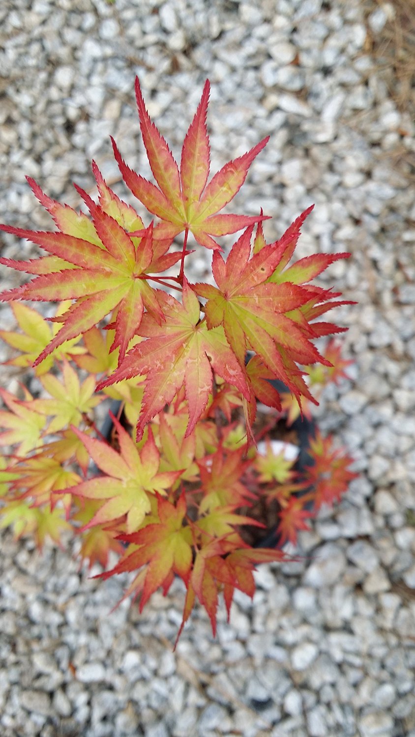 Coonara Pygmy Japanese Maple