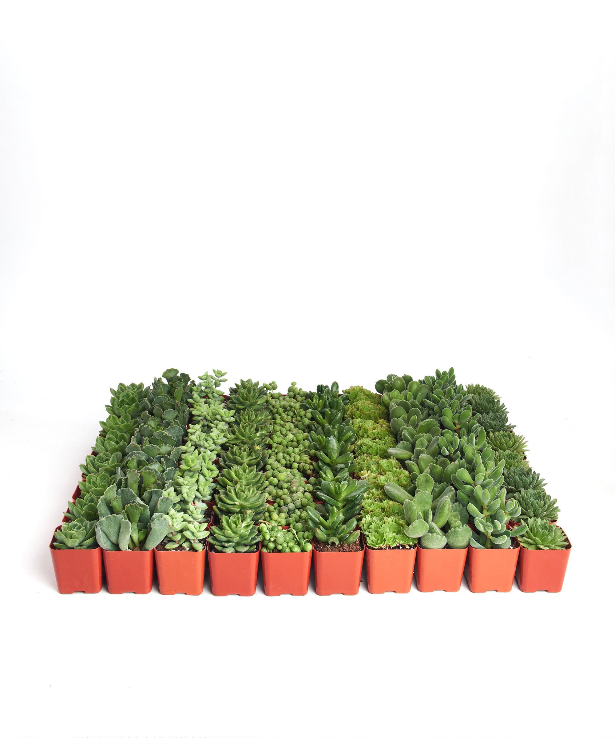 Home Botanicals Green Succulent (Collection of 32)