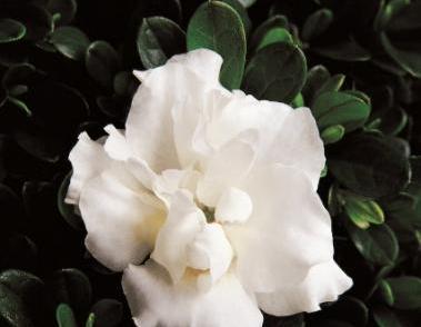 Azalea 'Hardy Gardenia’