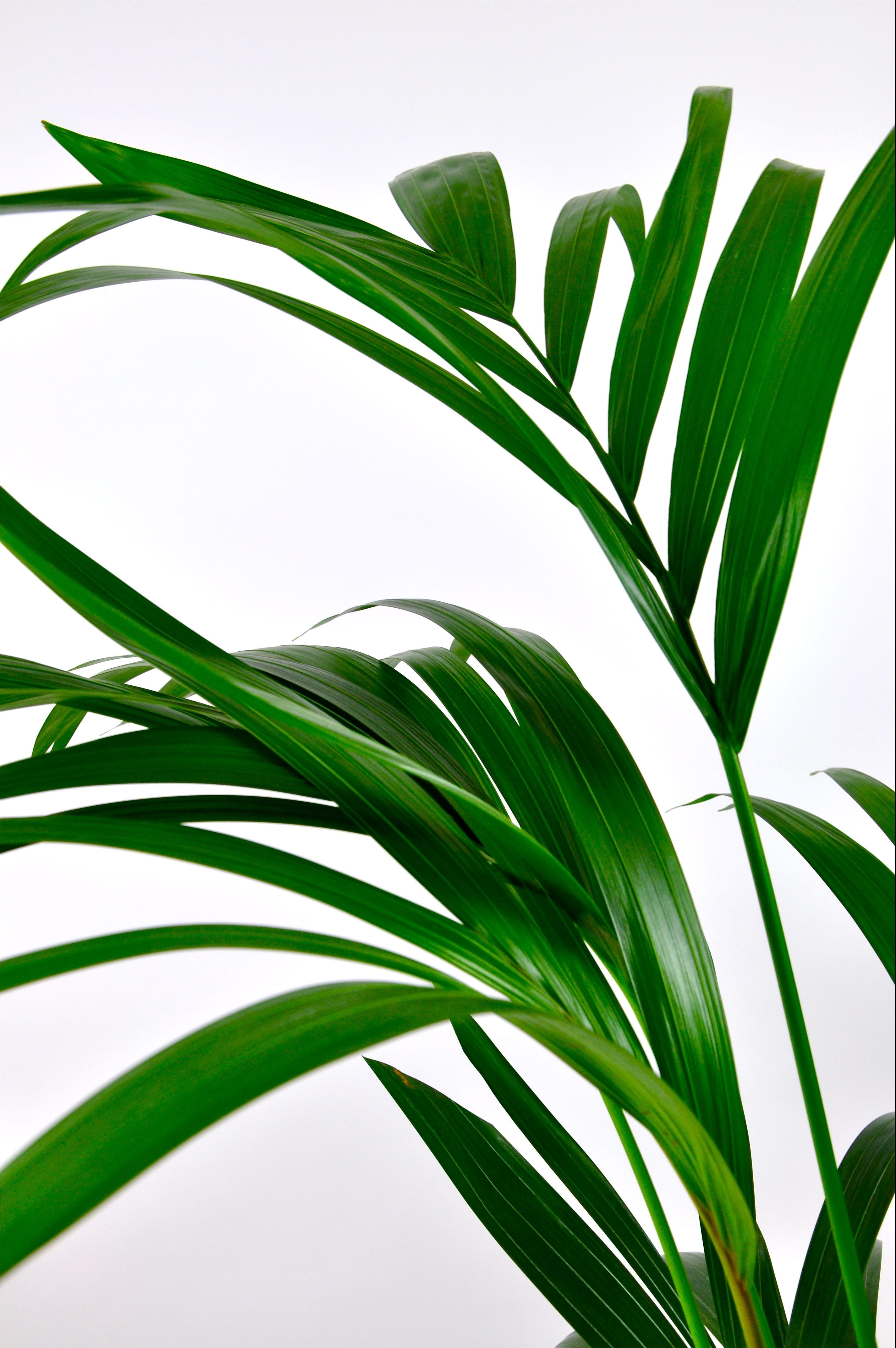 Wekiva Foliage - Kentia Palm - Howea Forsteriana - Live Plant in an 10 inch Growers Pot - Beautiful Clean Air Indoor Outdoor Houseplant