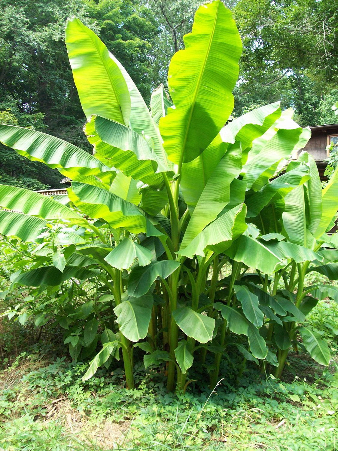 Musa Banana Plant in a 4 inch Container