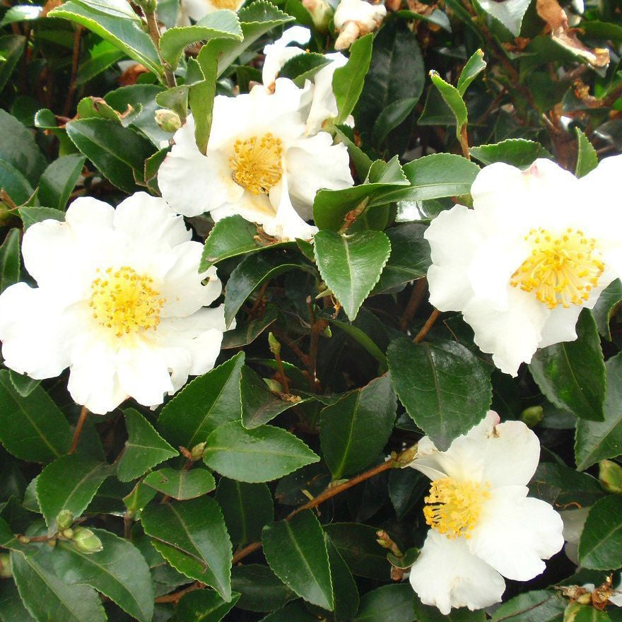 Camellia Setsugekka-Large White Semi
