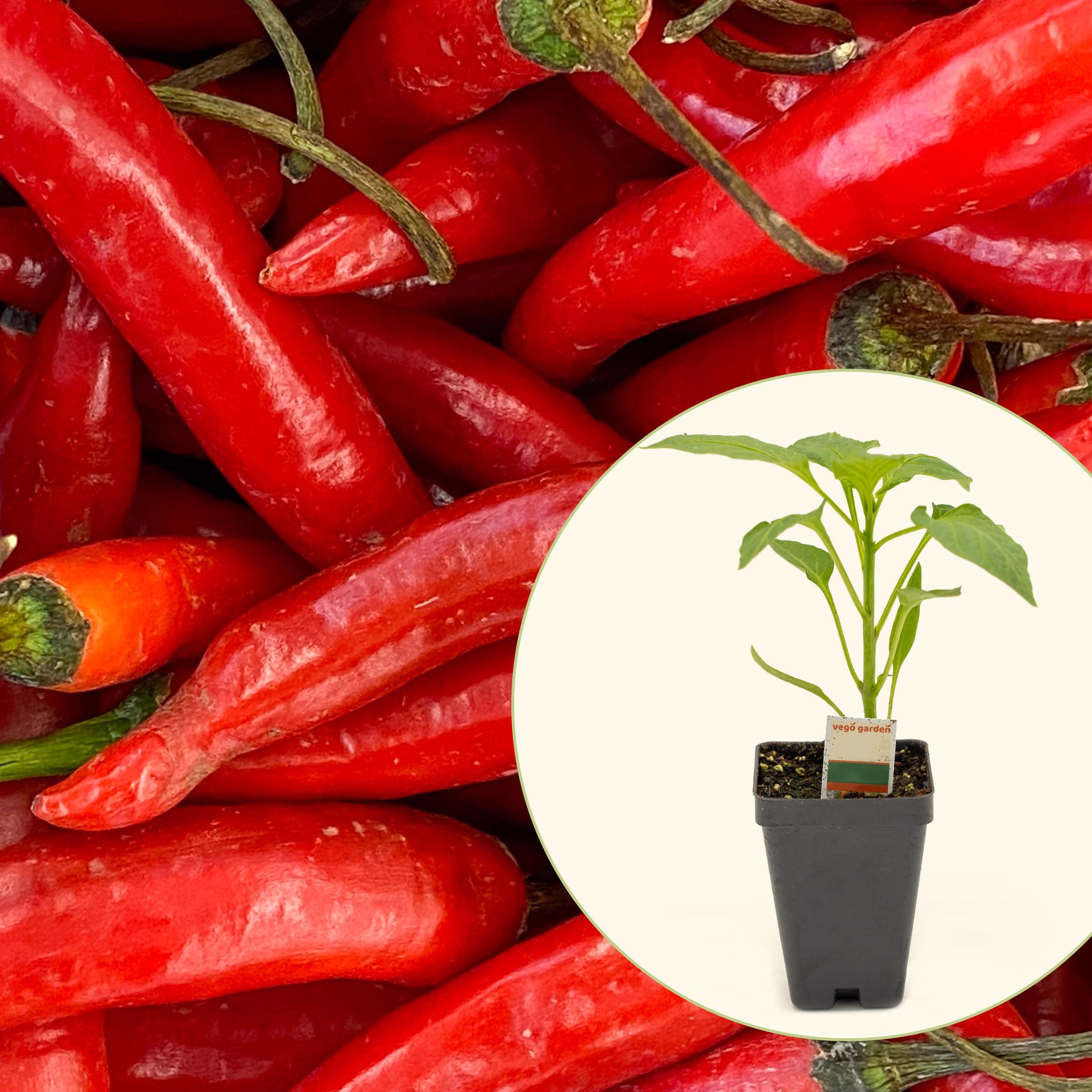 Super Chili Pepper Seedling