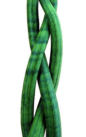 Dragon Fingers Braided Snake Plant - Impossible to Kill! - Exotic - 4
