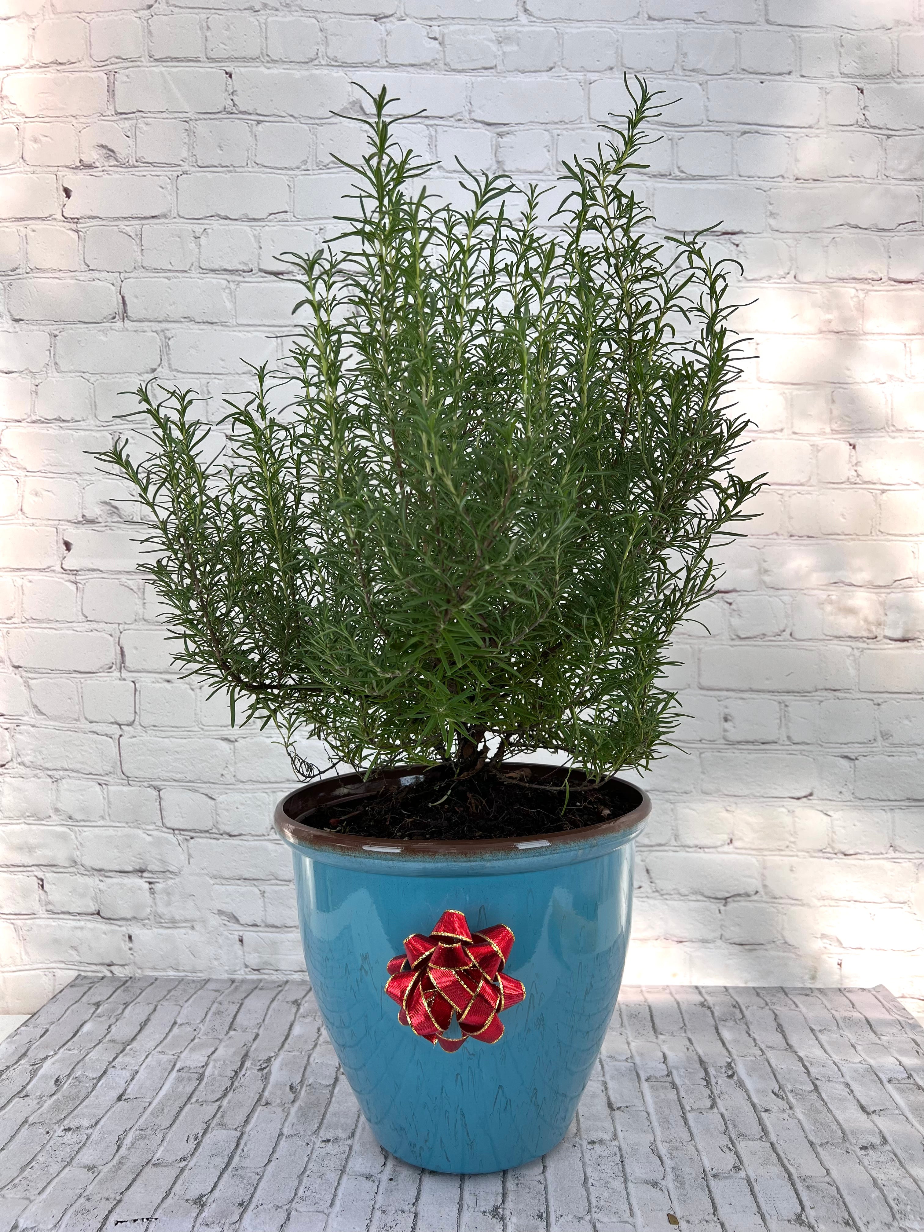 Gorgeous Rosemary Mini Christmas Tree-Live