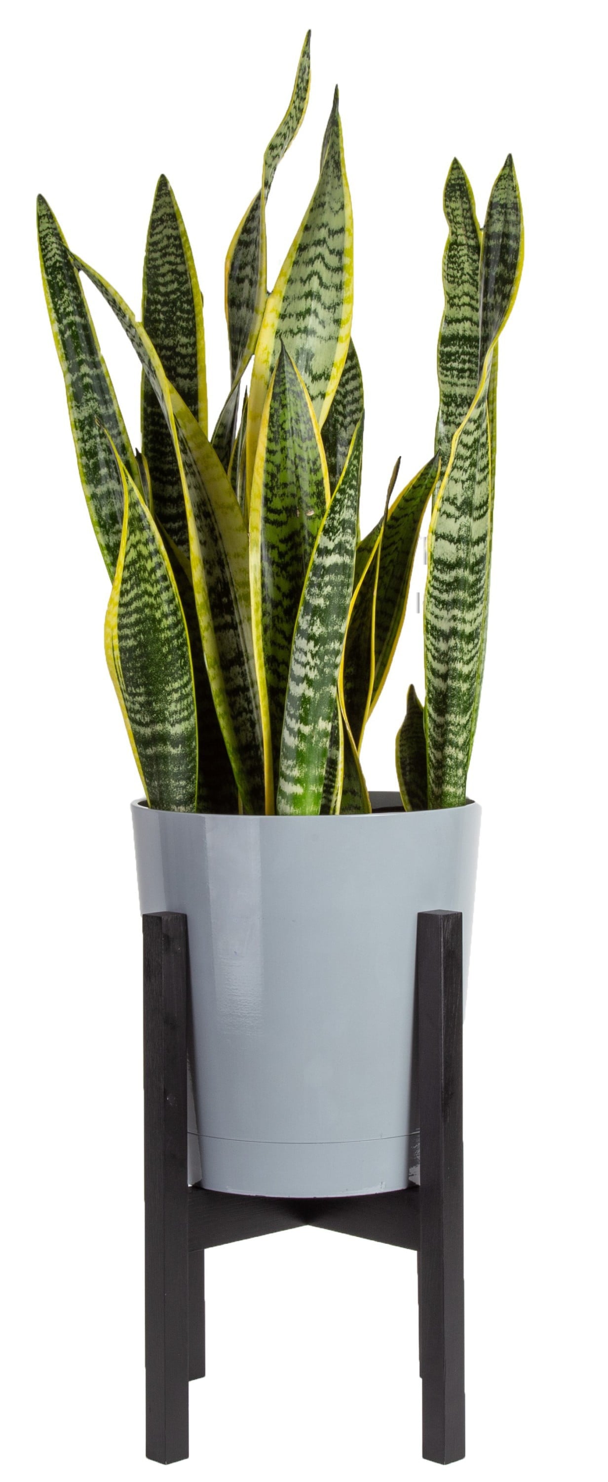 Costa Farms  Live Indoor 30in. Tall Green Snake Plant; Bright， Indirect Sunlight Plant in 10in. Mid-Century Modern Planter