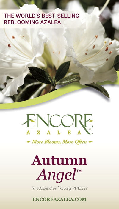Encore Azalea Autumn Angel (1 Gallon) White Flowering Shrub - Full Sun Live Outdoor Plant
