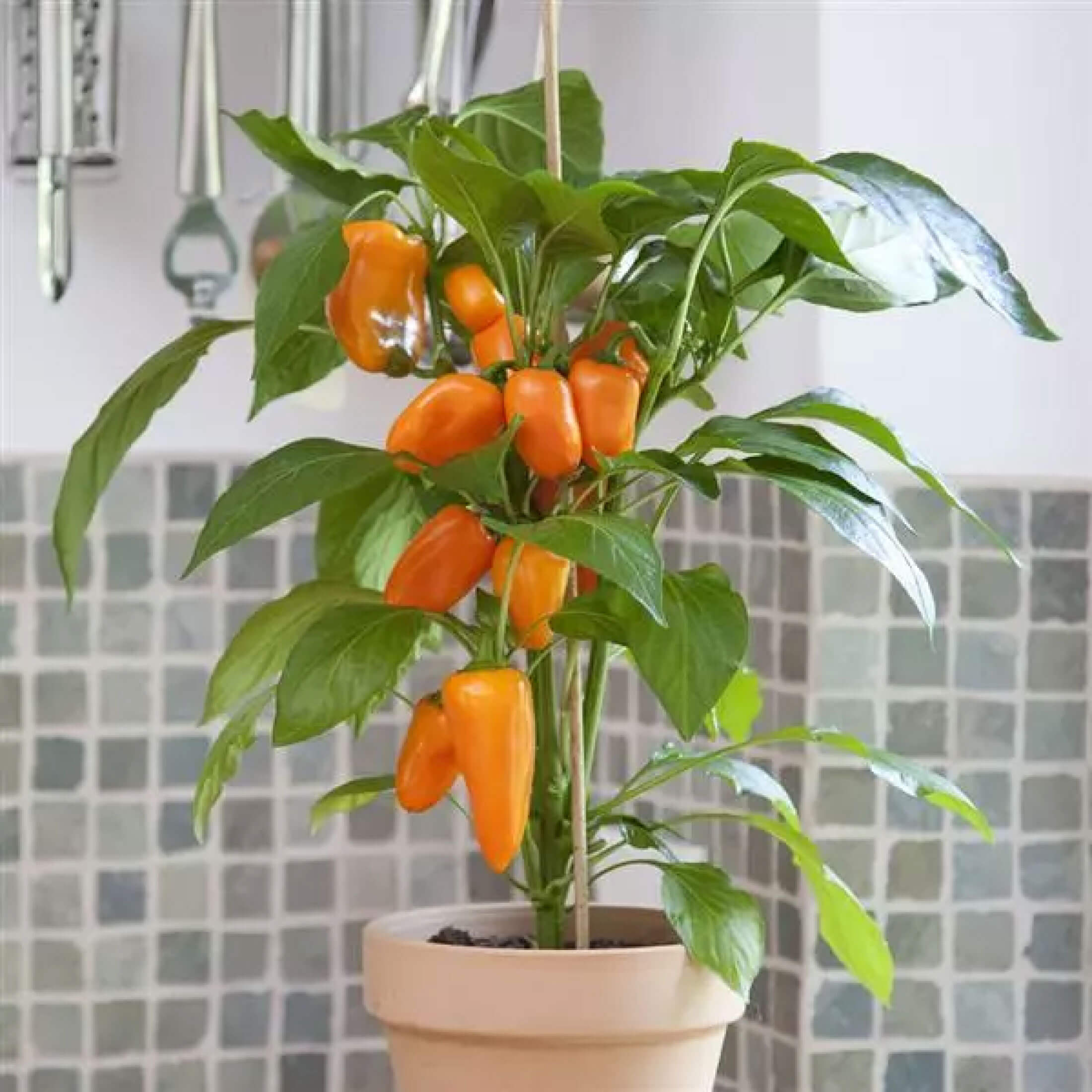 Kitchen Minis™ Sweet Fresh Bites Orange Pepper Seedling
