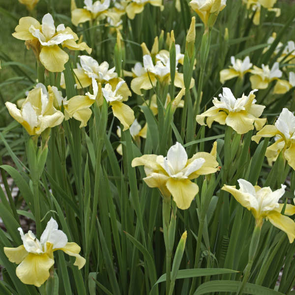 Butter & Sugar' Siberian Iris, Stunning Display of Butter Yellow and White Blooms