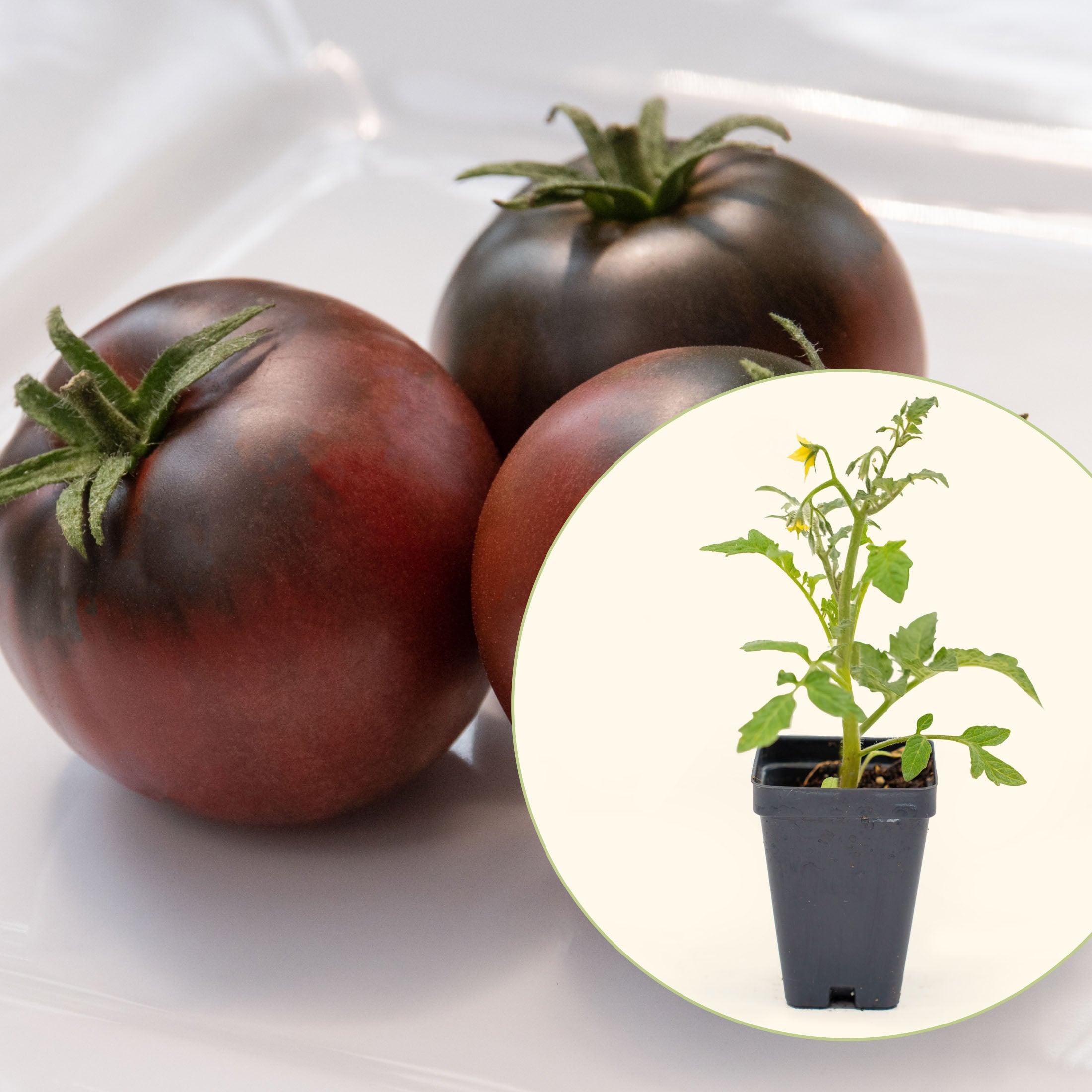 Cherokee Purple Tomato Seedling