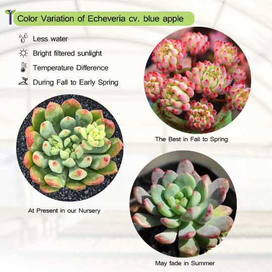 Live Succulent Plant Echeveria Blue Apple Rare Plant Rooted in 2inch Planter Wedding Christmas Home Office Party Decor
