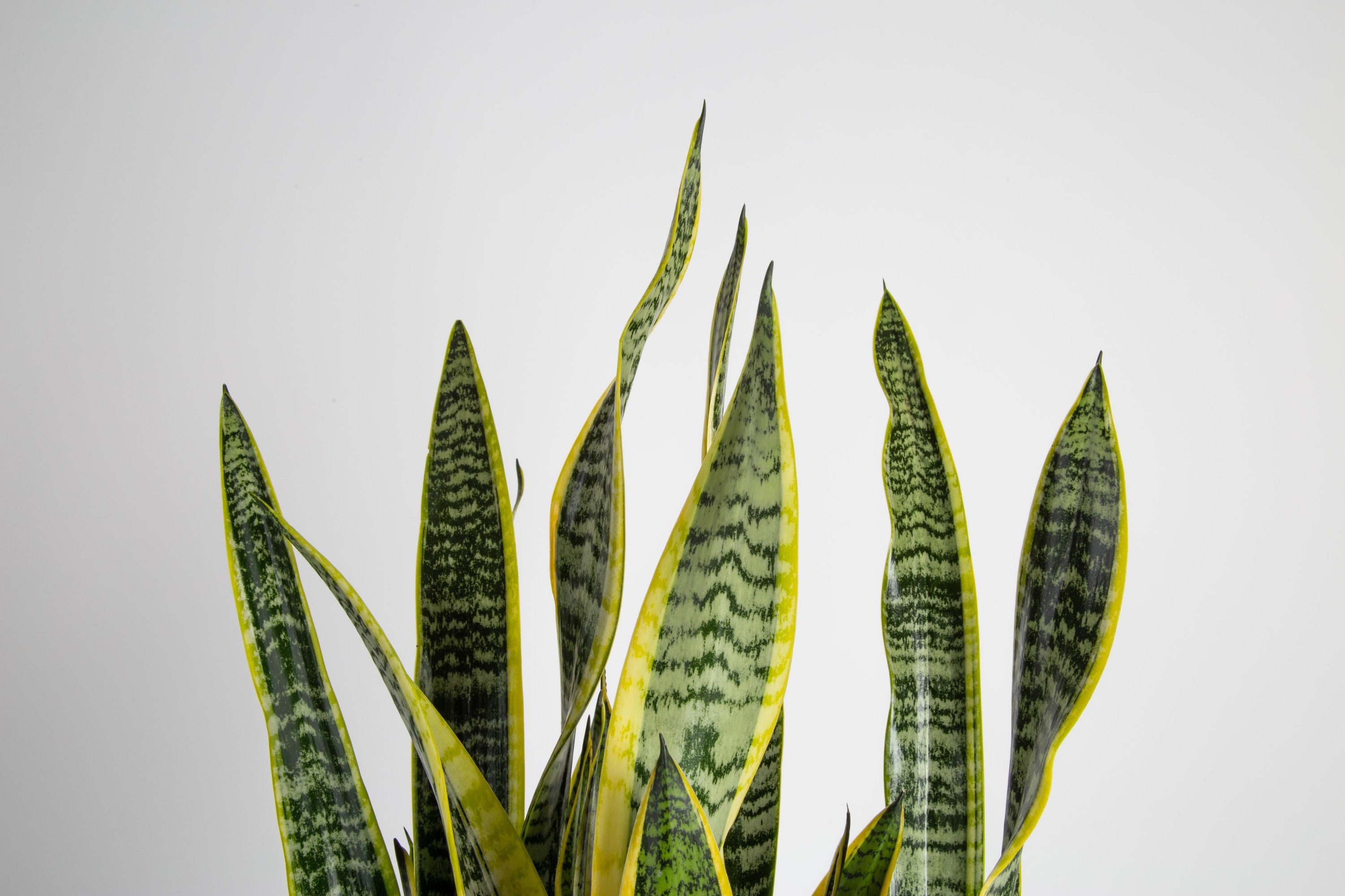 Costa Farms  Live Indoor 30in. Tall Green Snake Plant; Bright， Indirect Sunlight Plant in 10in. Mid-Century Modern Planter