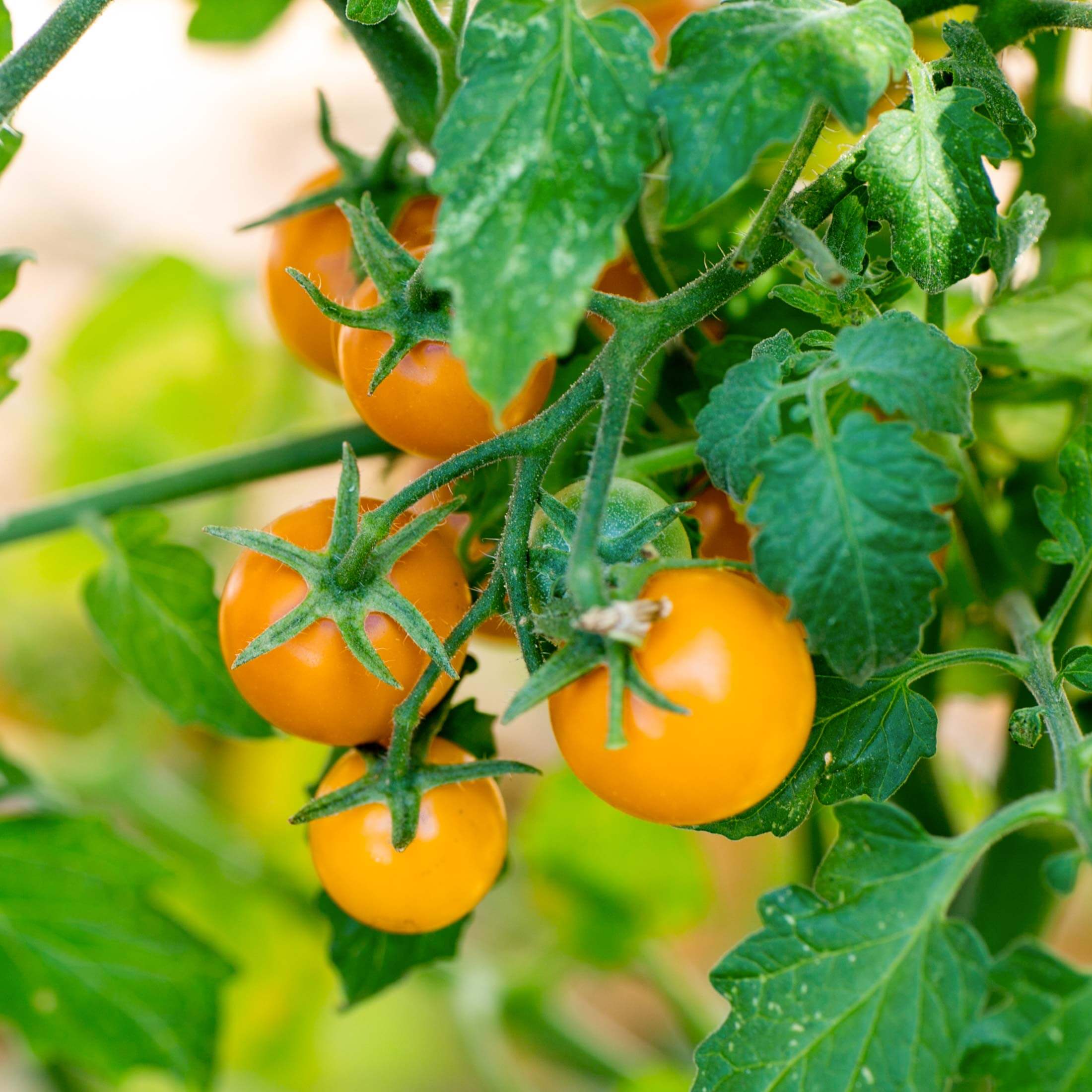 Sungold Tomato Seedling