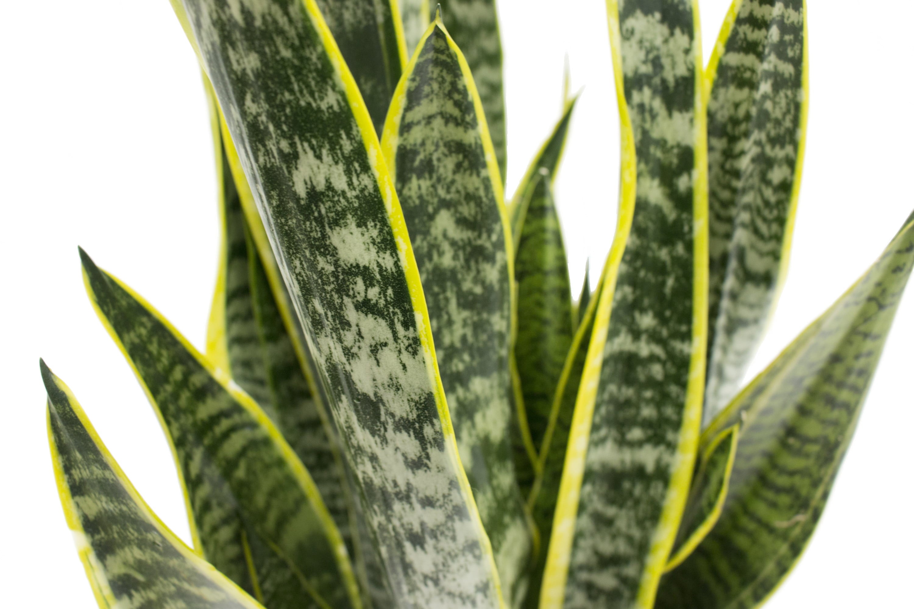 Costa Farms Plants with Benefits Live Indoor 30in. Tall Green Snake Plant; Bright， Indirect Sunlight Plant in 8.75in. Décor Pot
