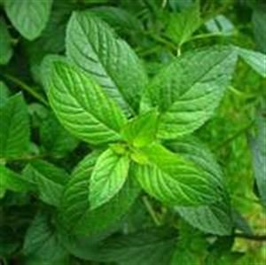 Herb: Mint, Peppermint, Scented Leaves with Tiny Lavender Flowers