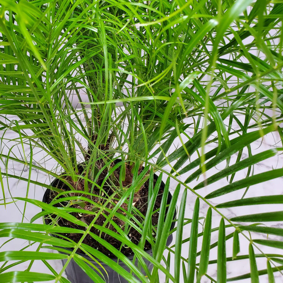 Tropical Plants of Florida 30